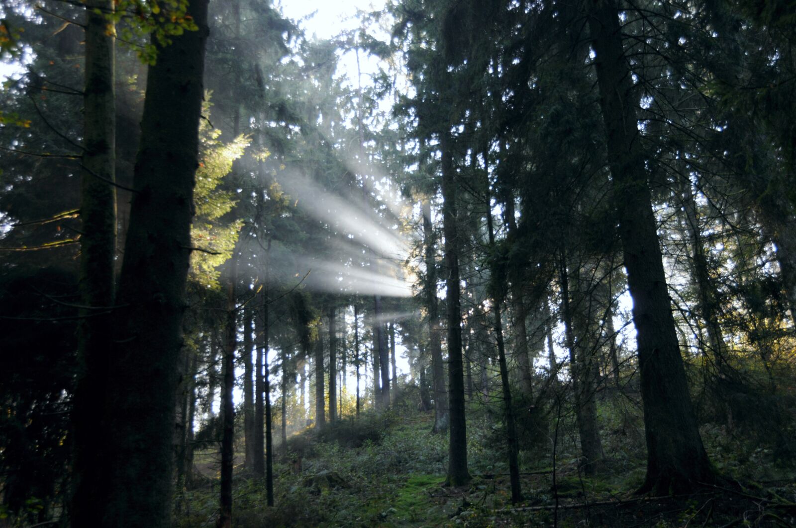 Nikon D300 sample photo. Forest, sunbeam, sunlight photography