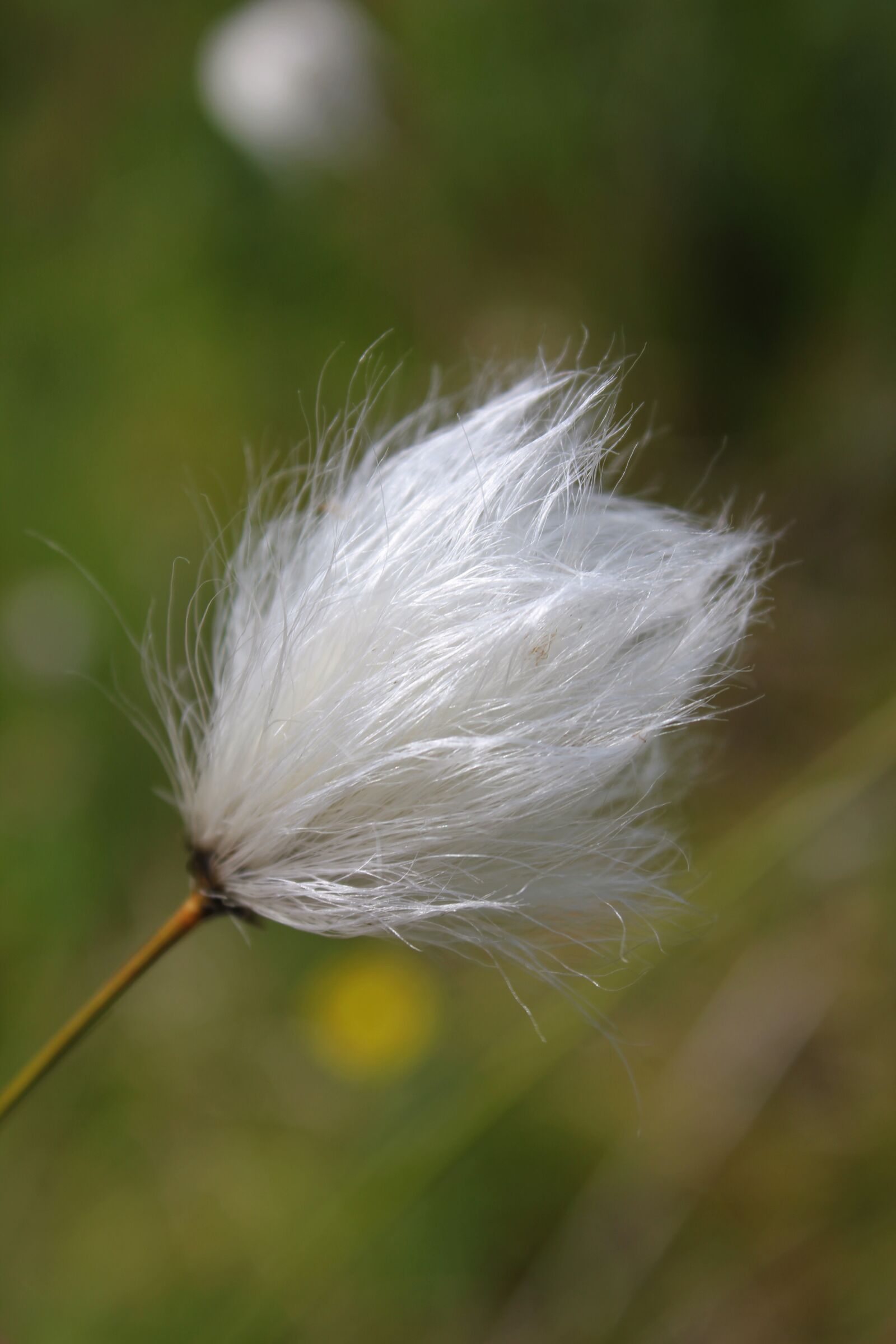 Canon EOS 550D (EOS Rebel T2i / EOS Kiss X4) sample photo. Cottongrass, nature, plant photography