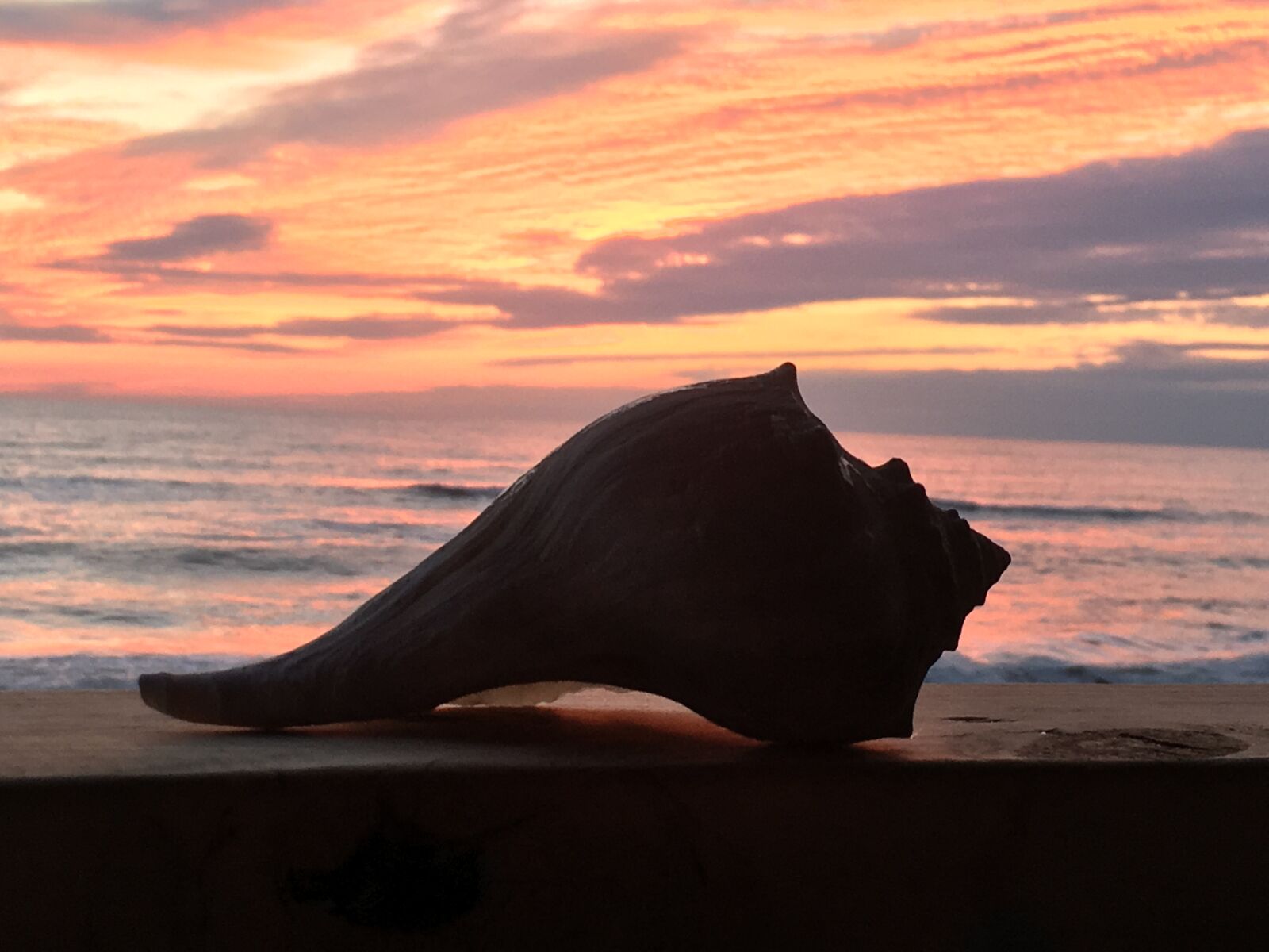 iPhone 6s back camera 4.15mm f/2.2 sample photo. Seashell photography