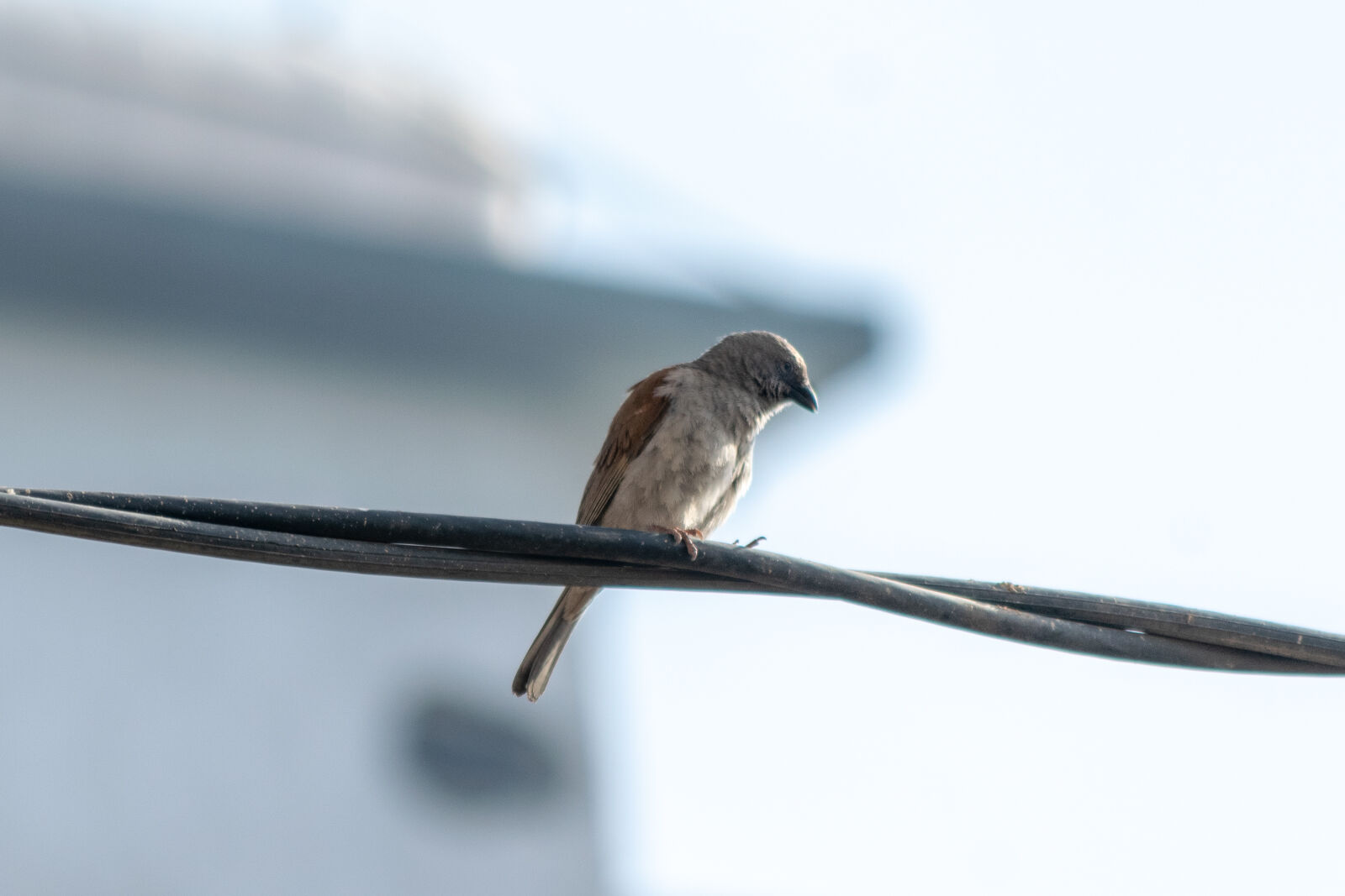Nikon D3300 sample photo