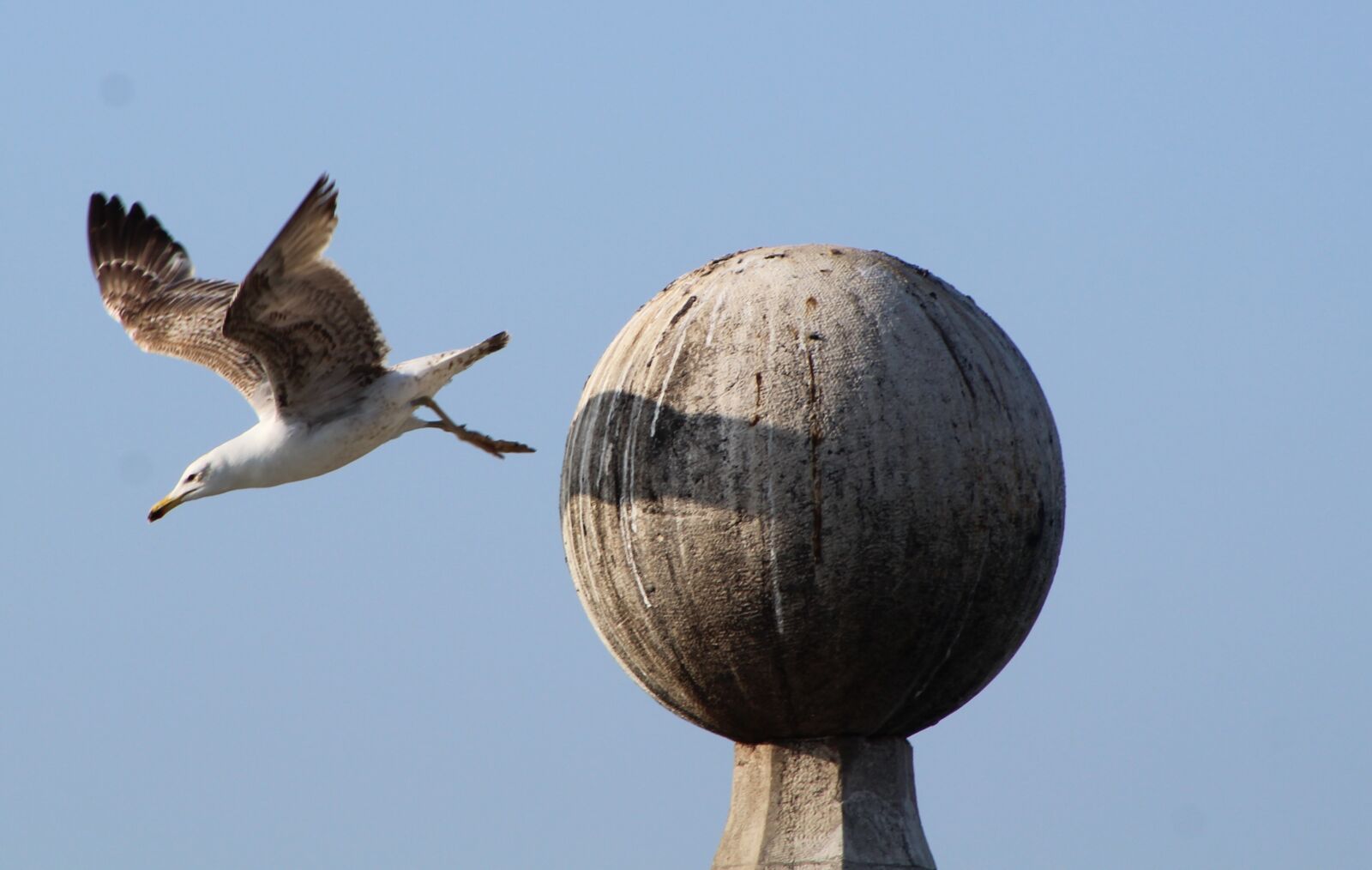 Canon EF75-300mm f/4-5.6 sample photo. Seagull, common, flight photography