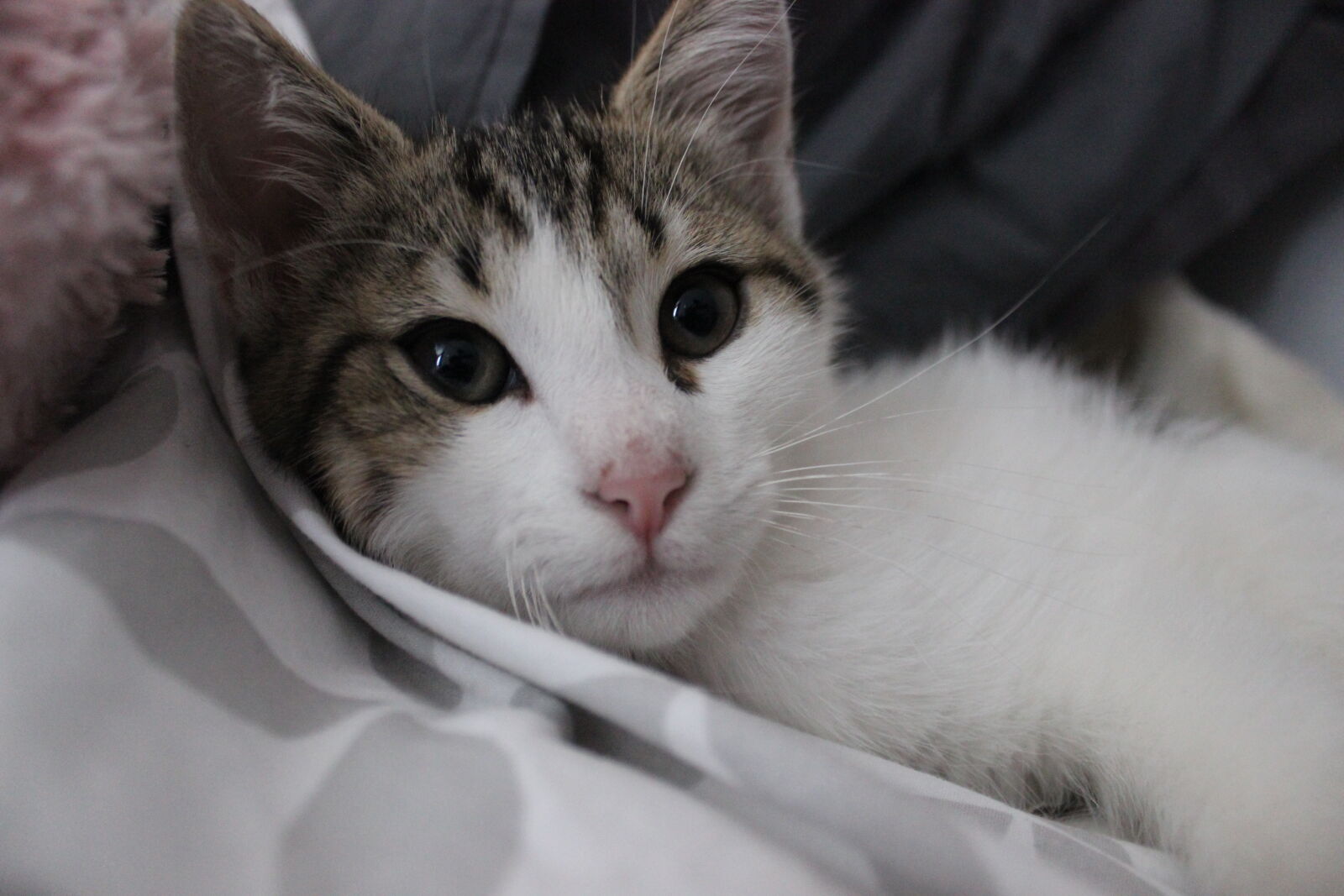 Canon EOS 600D (Rebel EOS T3i / EOS Kiss X5) sample photo. Black, cat, garden, grass photography