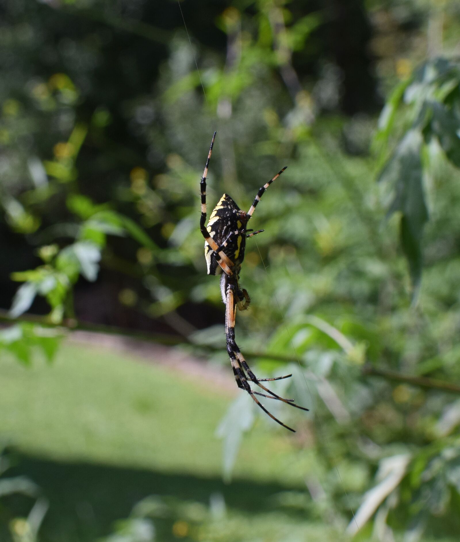 Nikon D3300 sample photo. Yellow garden spider, spider photography