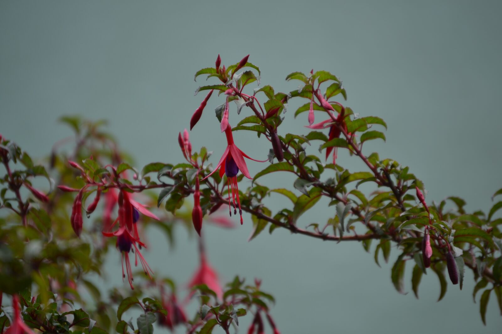 Nikon D3100 sample photo. Chilco, plant, flower photography