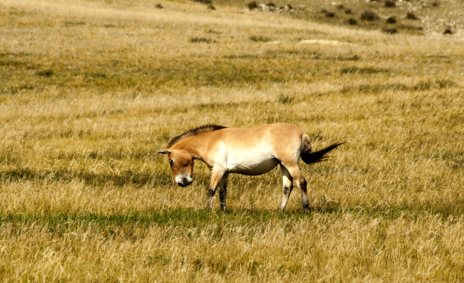 Nikon D90 sample photo. Horse, przewalski's horse, przewalski photography