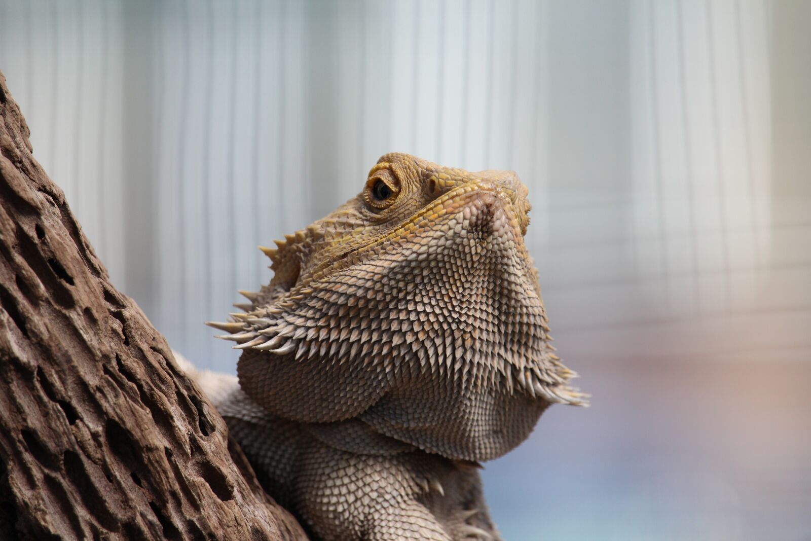 Canon EOS 1200D (EOS Rebel T5 / EOS Kiss X70 / EOS Hi) sample photo. Reptile, iguana, wildlife photography