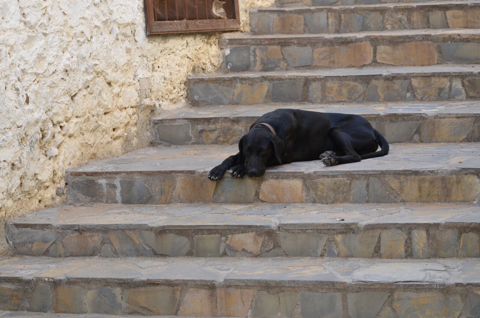 Nikon D7000 sample photo. Dog, stair, summer photography