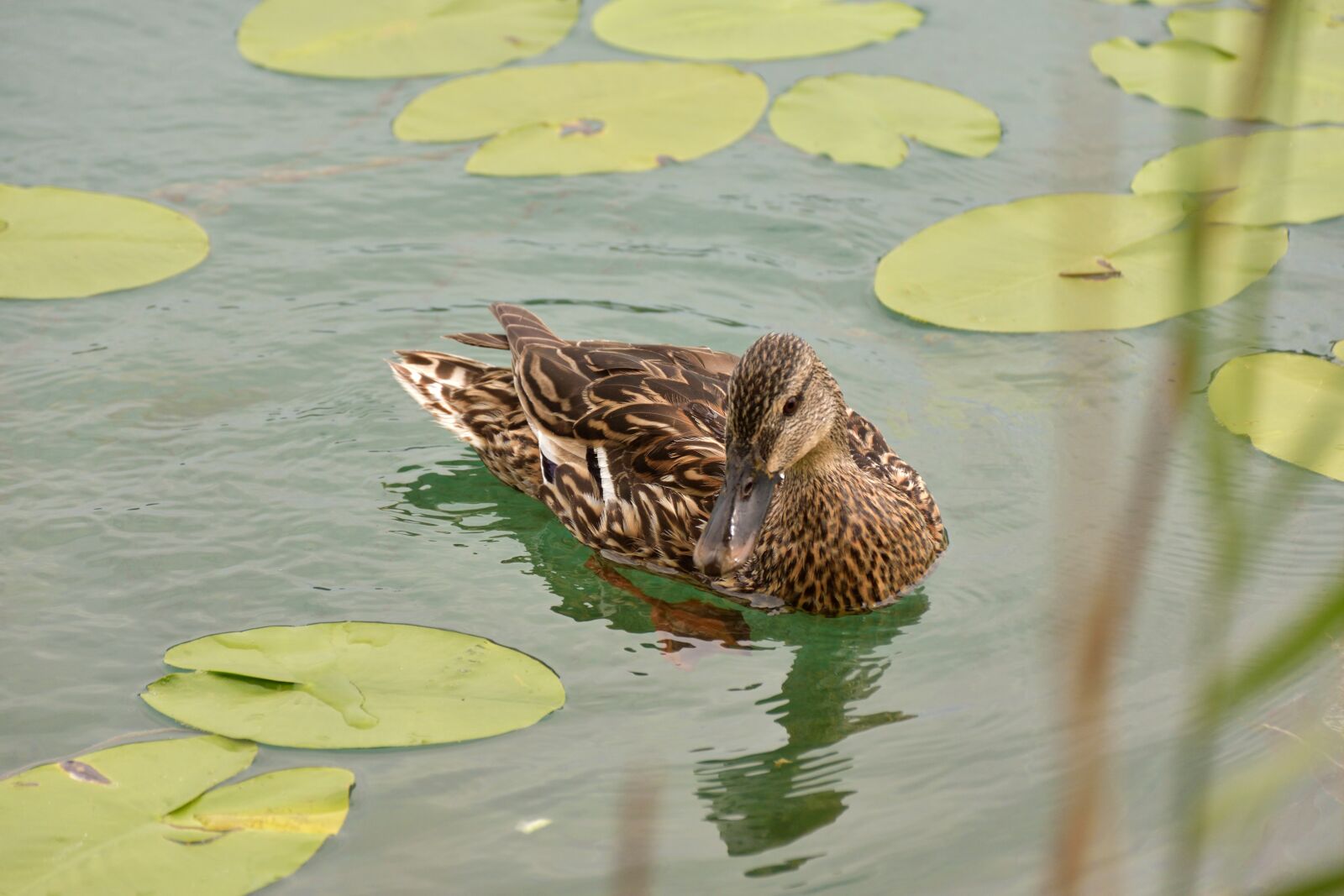 Nikon D5500 sample photo. Duck, lily pad, water photography