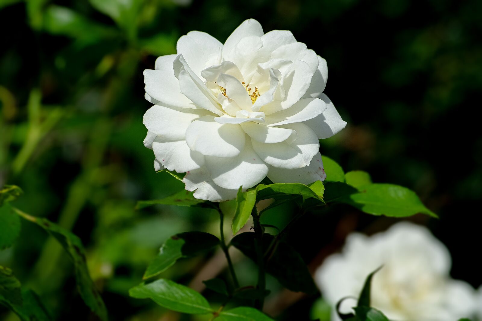 Samsung GX-20 sample photo. Rose, white, flower photography