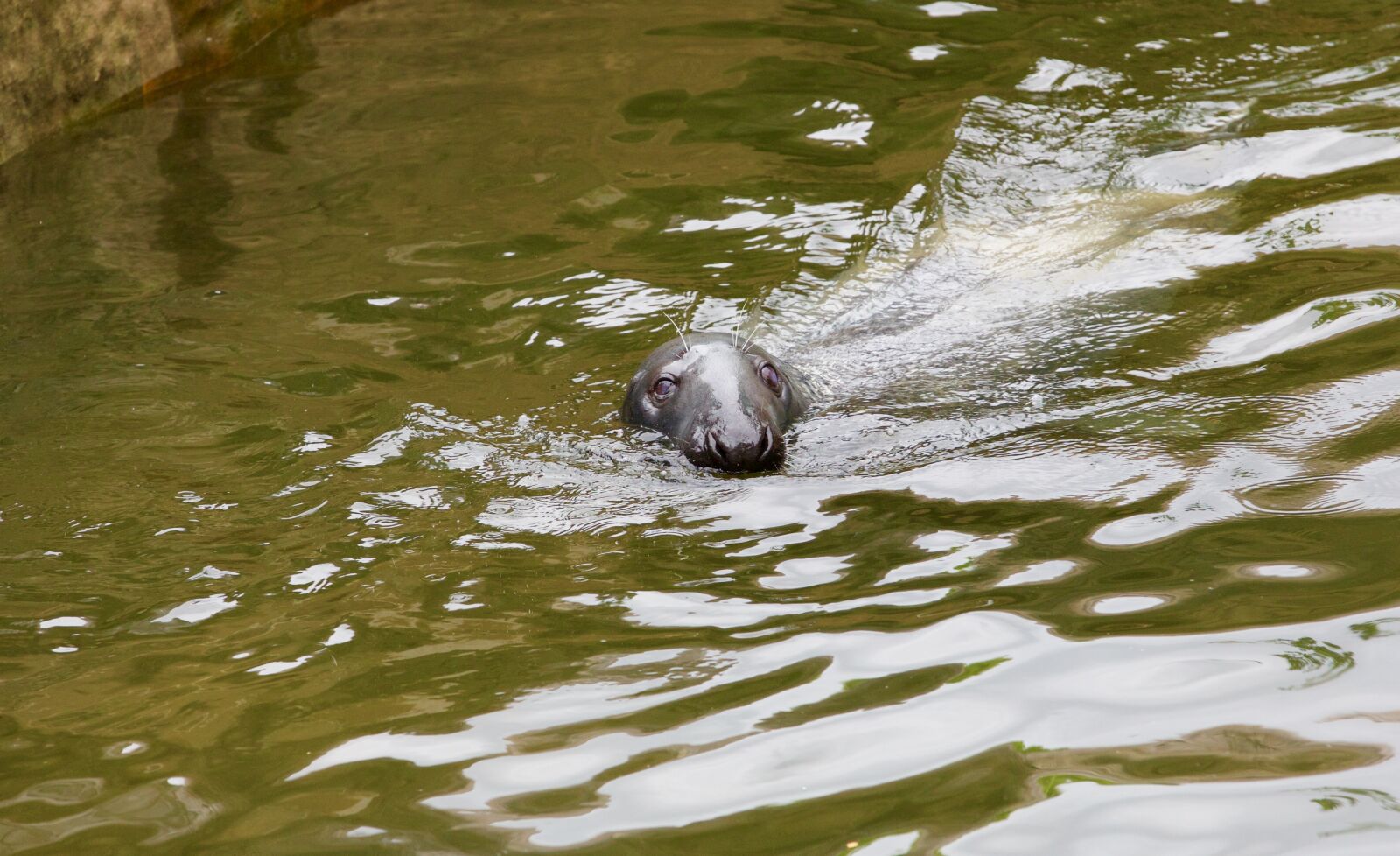 Canon EOS 5D Mark III sample photo. Seal, swim, aquatic animals photography