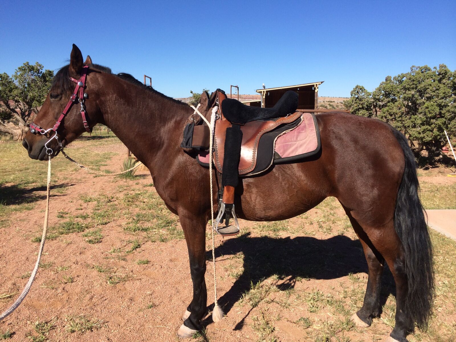 iPhone 5s back camera 4.12mm f/2.2 sample photo. Morgan, horse, saddle photography