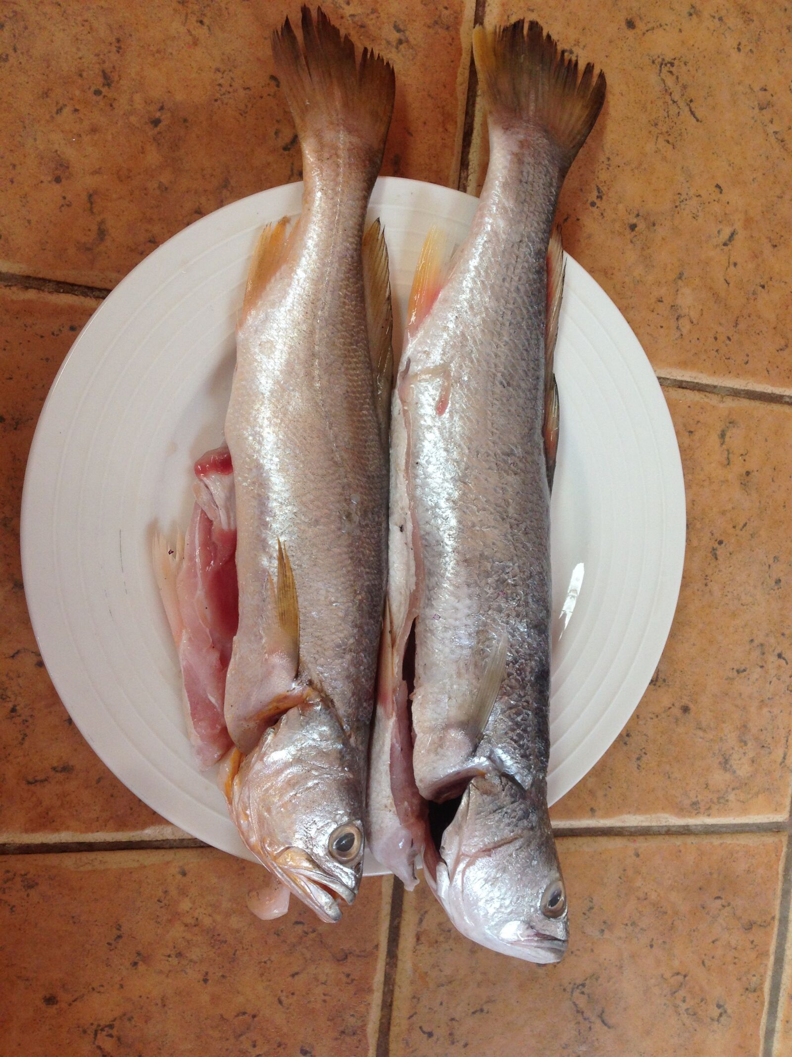 Apple iPhone 5 sample photo. Sea bass, fish, seafood photography