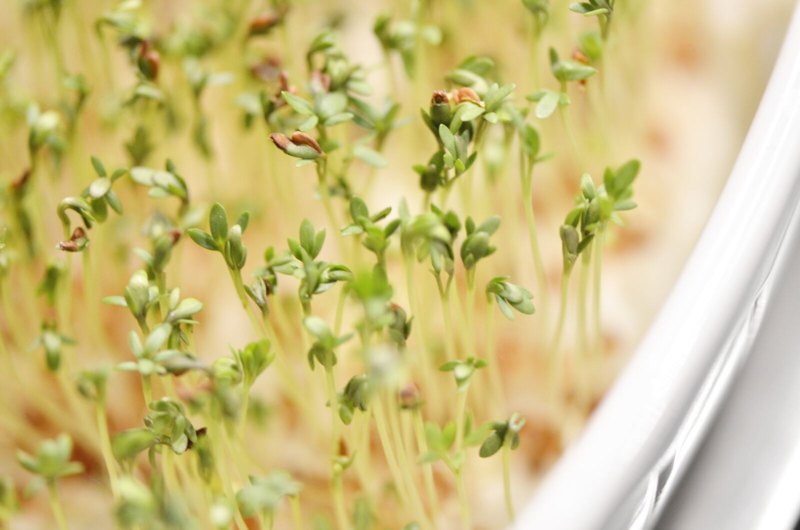 Nikon D7000 sample photo. Cress, grow, green photography