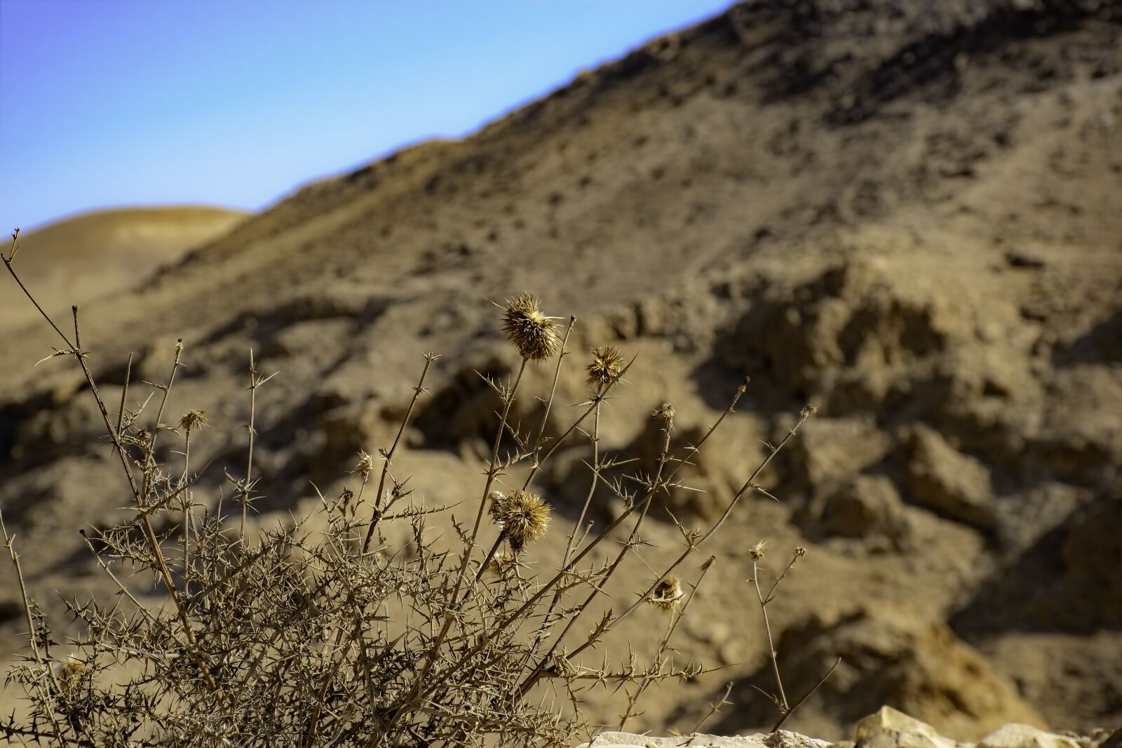 Nikon D5600 sample photo. Desert, dry, whether photography