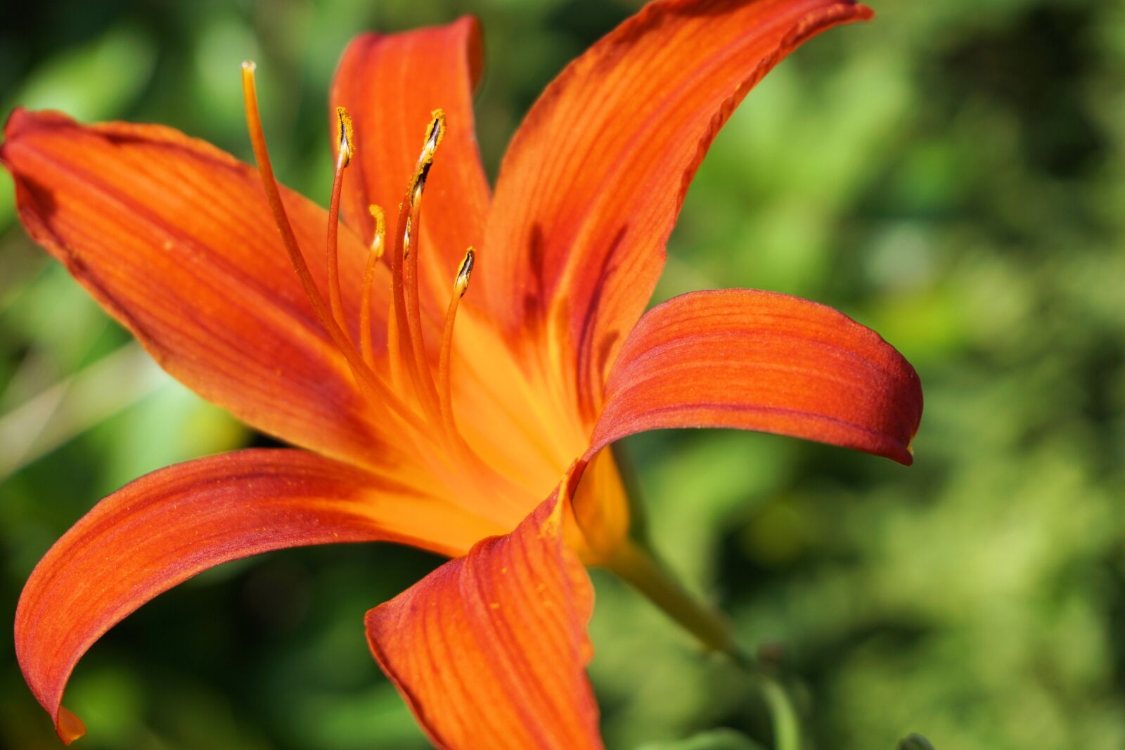 Sony a6000 sample photo. Flower, blossom, bloom photography