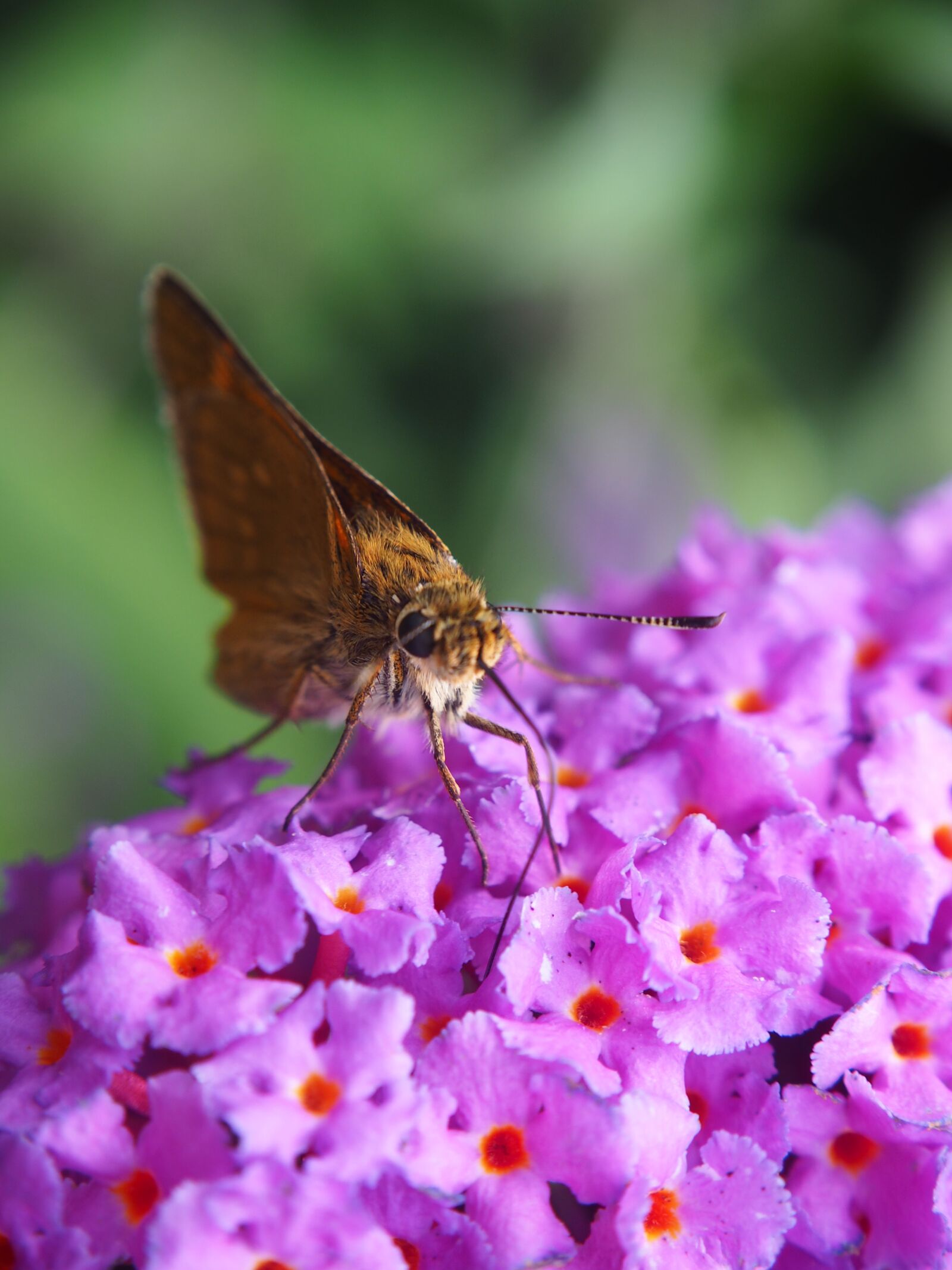 Olympus OM-D E-M10 sample photo. Butterfly, insect, nature photography