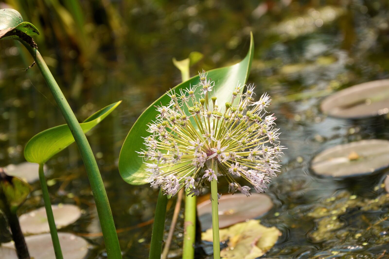 Nikon D7100 sample photo. Flower, water flower, lake photography