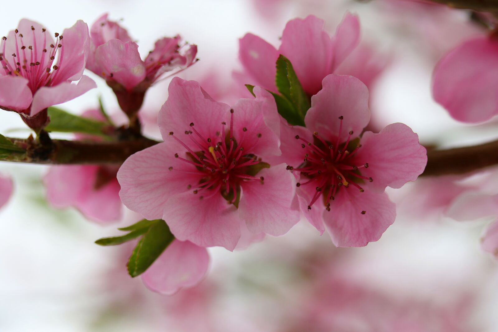 Canon EF-S 60mm F2.8 Macro USM sample photo. Flowers, pink, casey photography