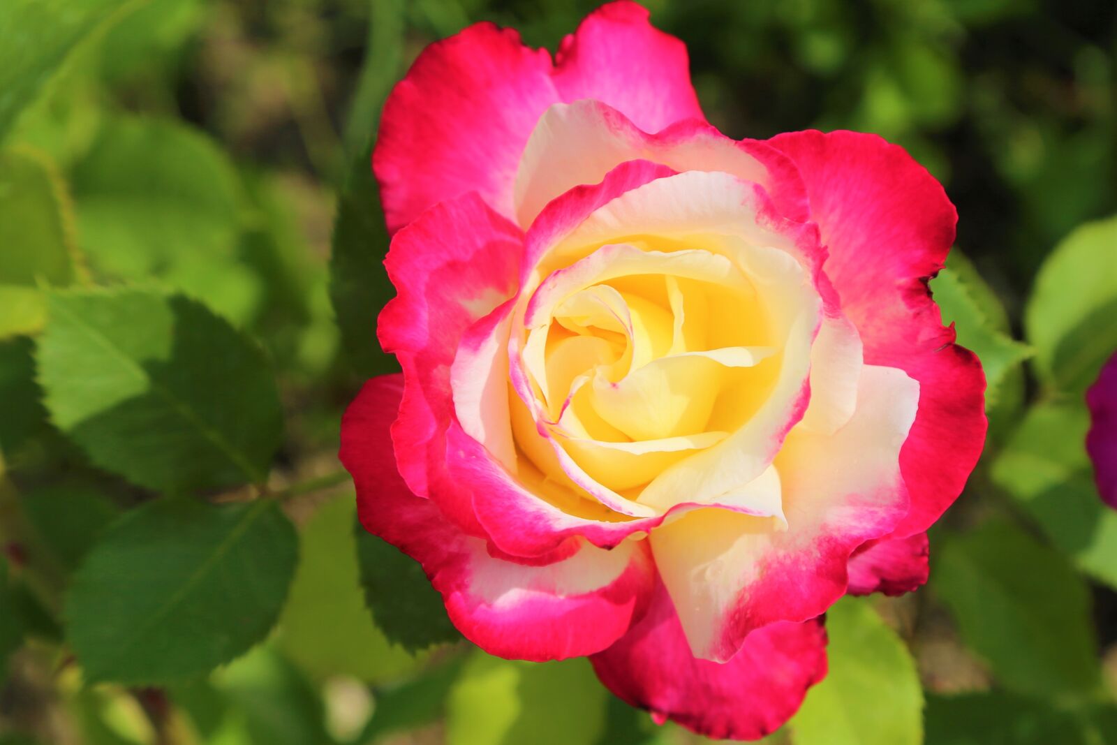 Canon EF 24-105mm F4L IS USM sample photo. Rose, flower, plant photography