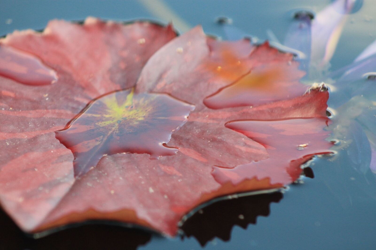 Canon EOS 1100D (EOS Rebel T3 / EOS Kiss X50) + Canon EF 75-300mm f/4-5.6 sample photo. Water lilly, leaf, water photography
