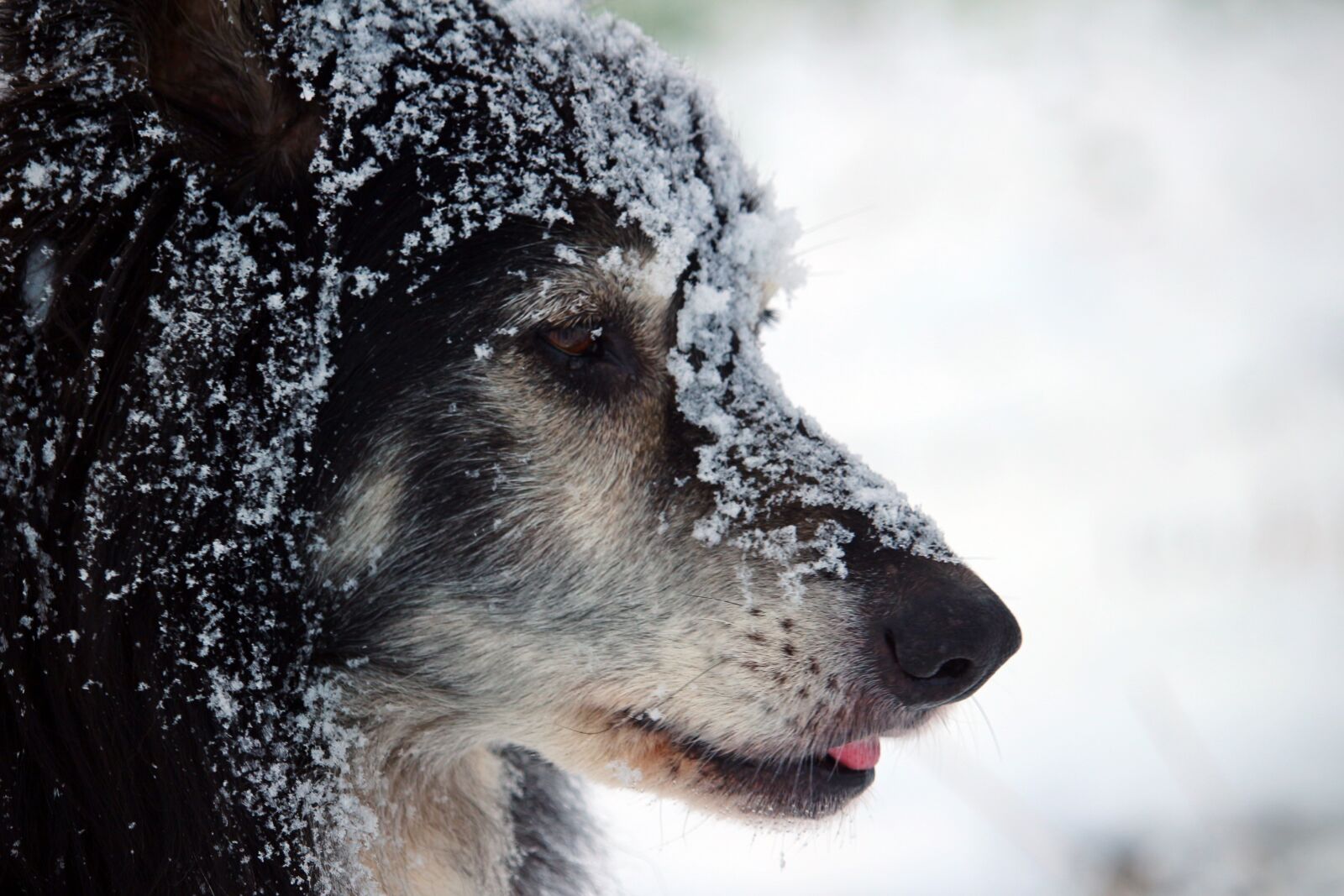 Canon EOS 100D (EOS Rebel SL1 / EOS Kiss X7) sample photo. Dog, border, border collie photography