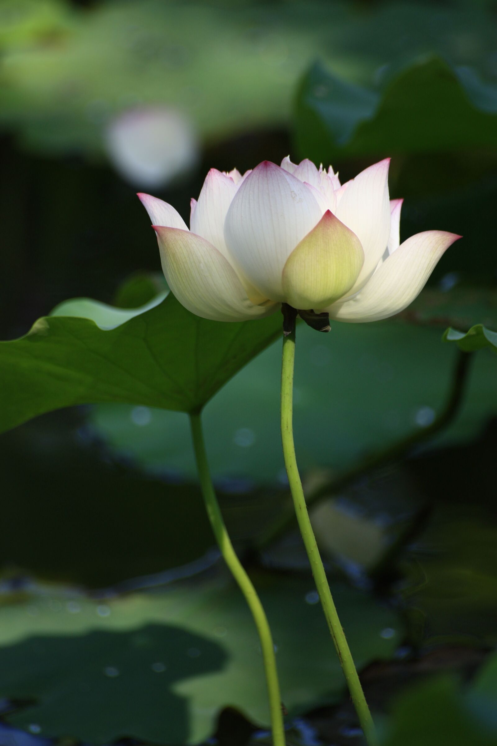 Canon EOS 450D (EOS Rebel XSi / EOS Kiss X2) sample photo. Lotus, white, buddhism photography