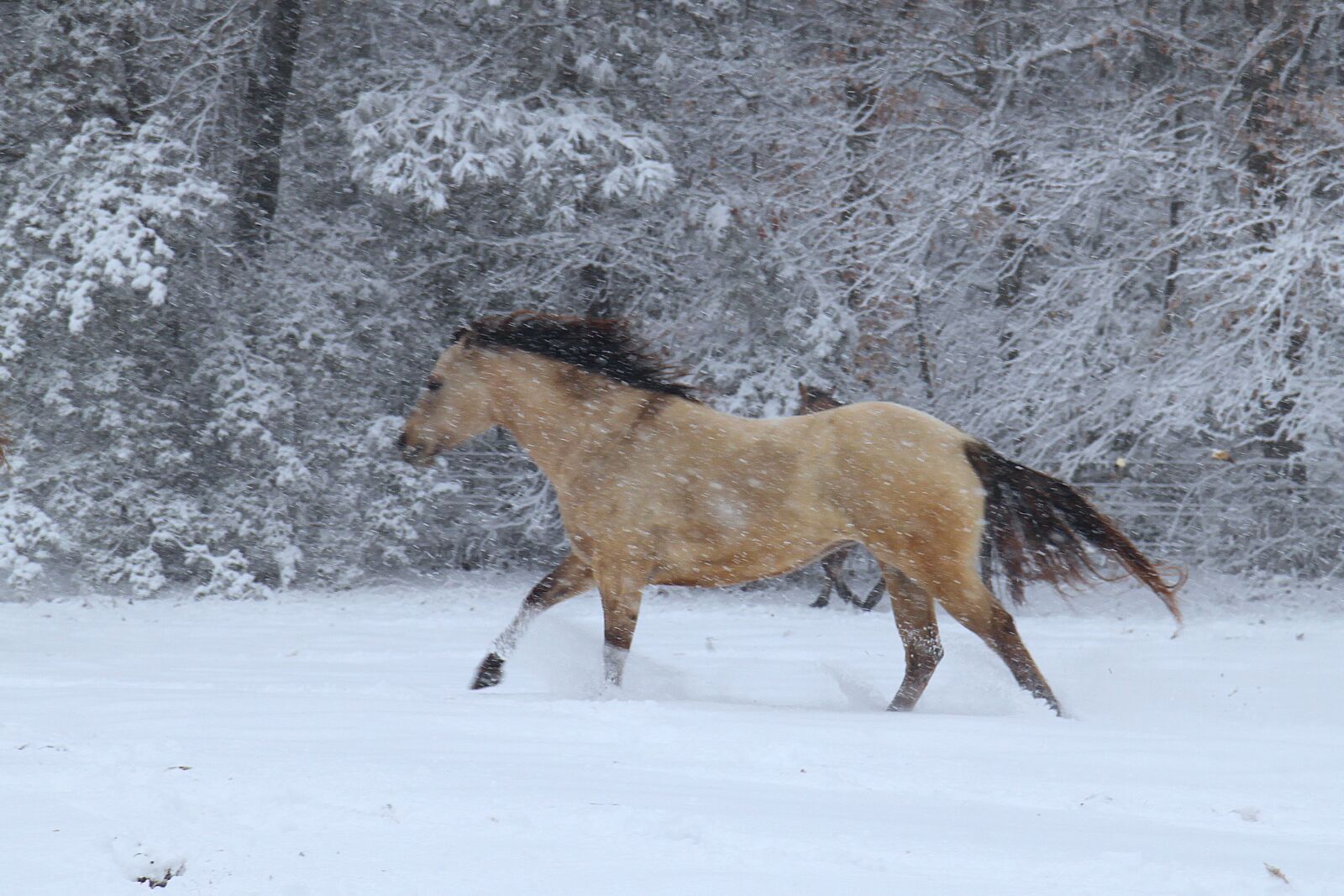 Canon EOS 500D (EOS Rebel T1i / EOS Kiss X3) sample photo. Buckskin horse, snow, winter photography