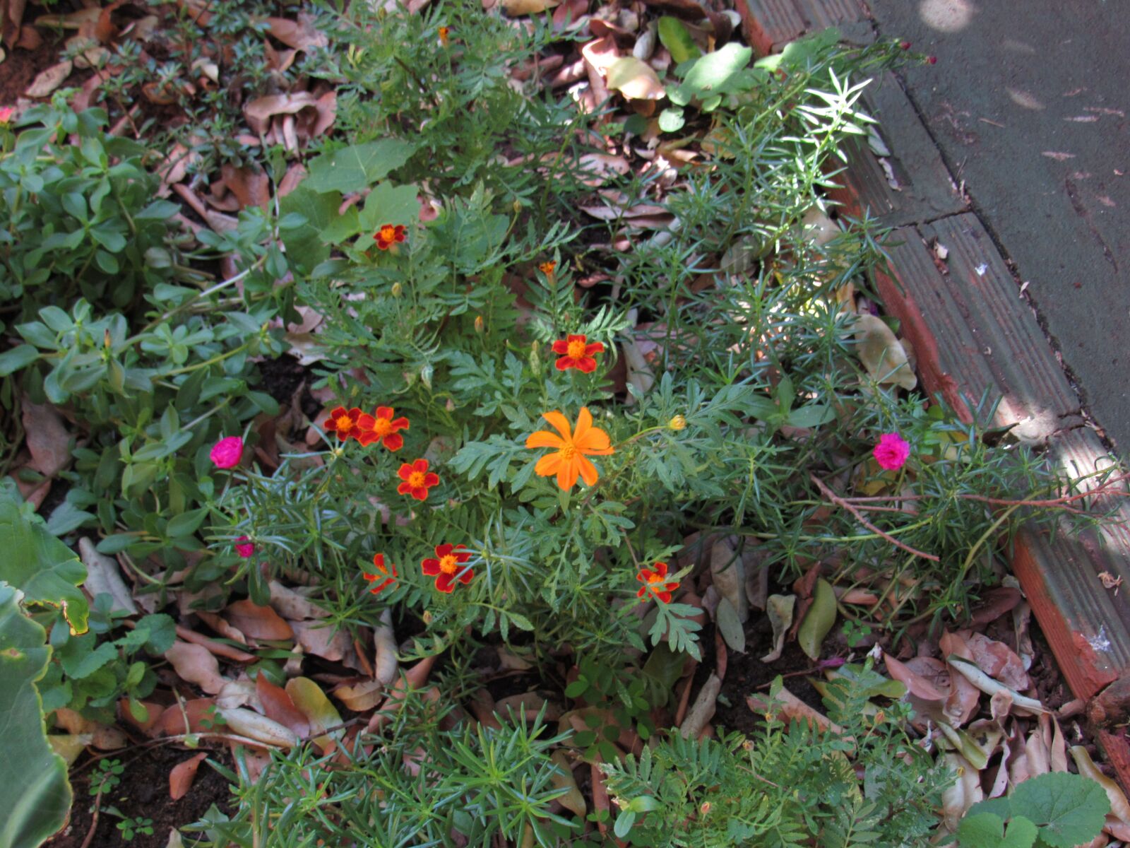 Canon PowerShot SX520 HS sample photo. Flowers, garden, nature photography