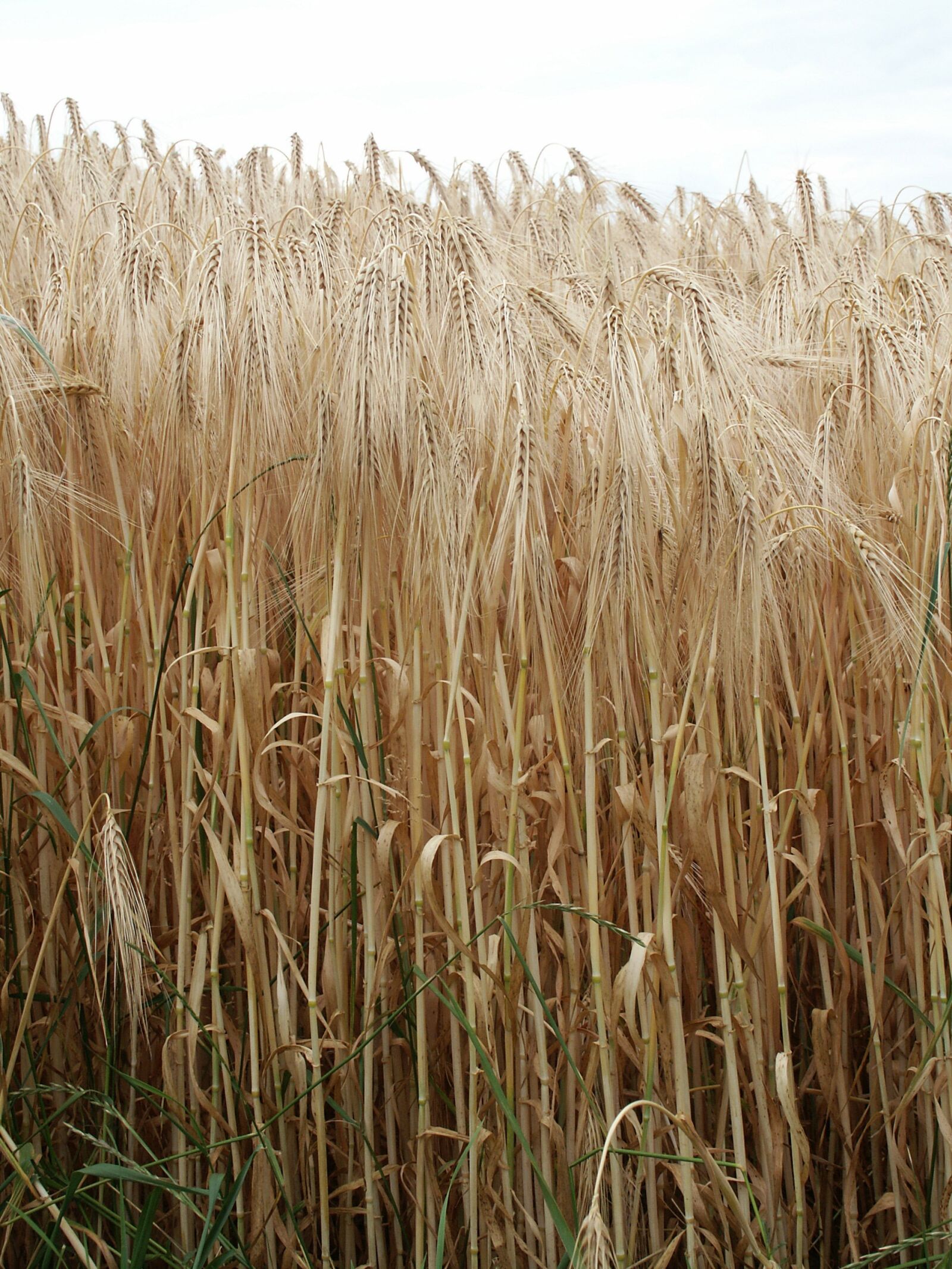 KONICA MINOLTA DiMAGE 7i sample photo. Grain, rye, nature photography