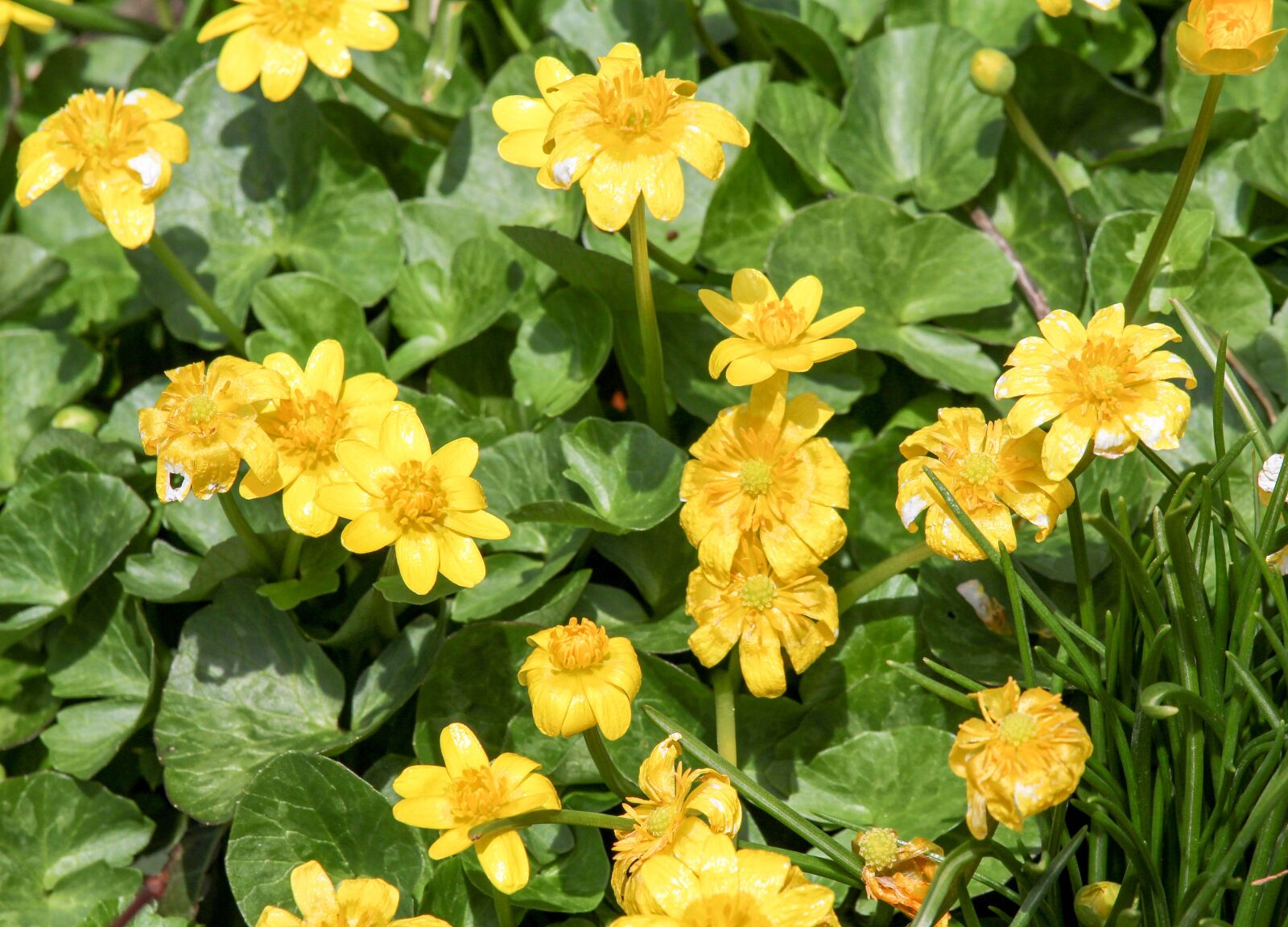 Canon EOS 700D (EOS Rebel T5i / EOS Kiss X7i) sample photo. Nature, flower, flora photography