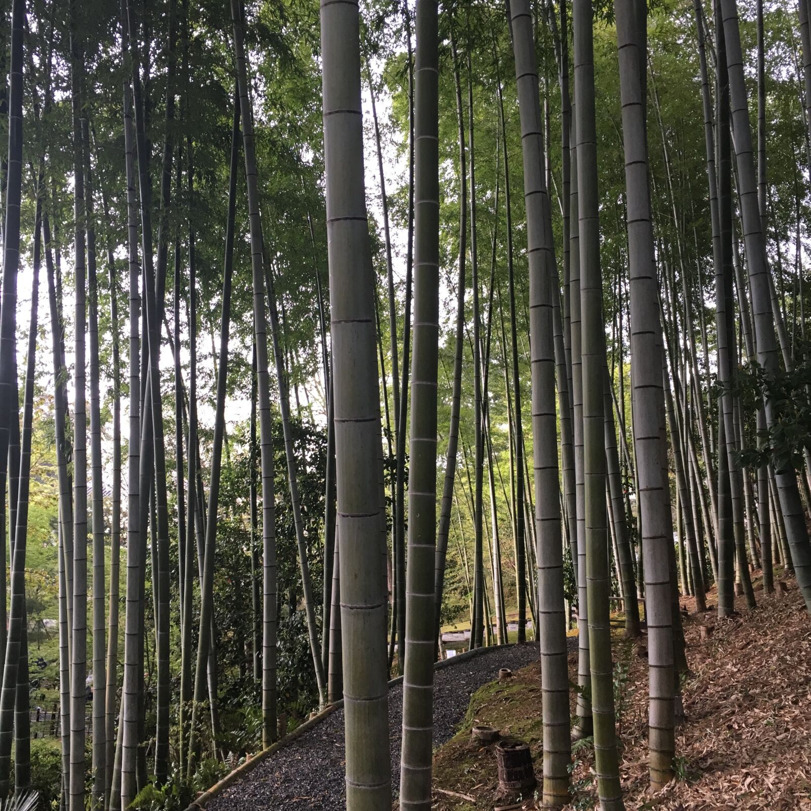 Apple iPhone 6s sample photo. Japan, bamboo, green photography