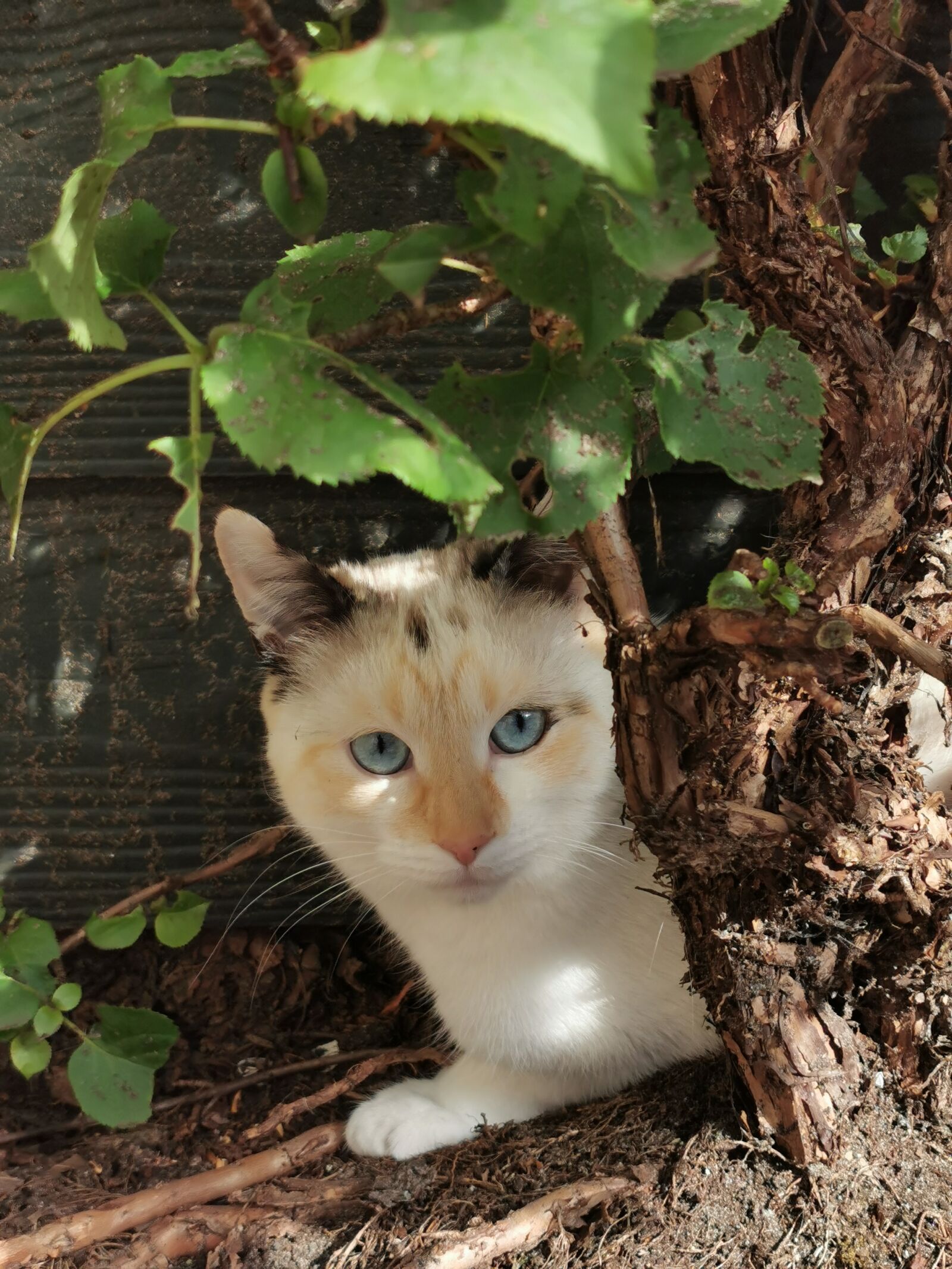 HUAWEI P30 Pro sample photo. Cat, tree, cute photography
