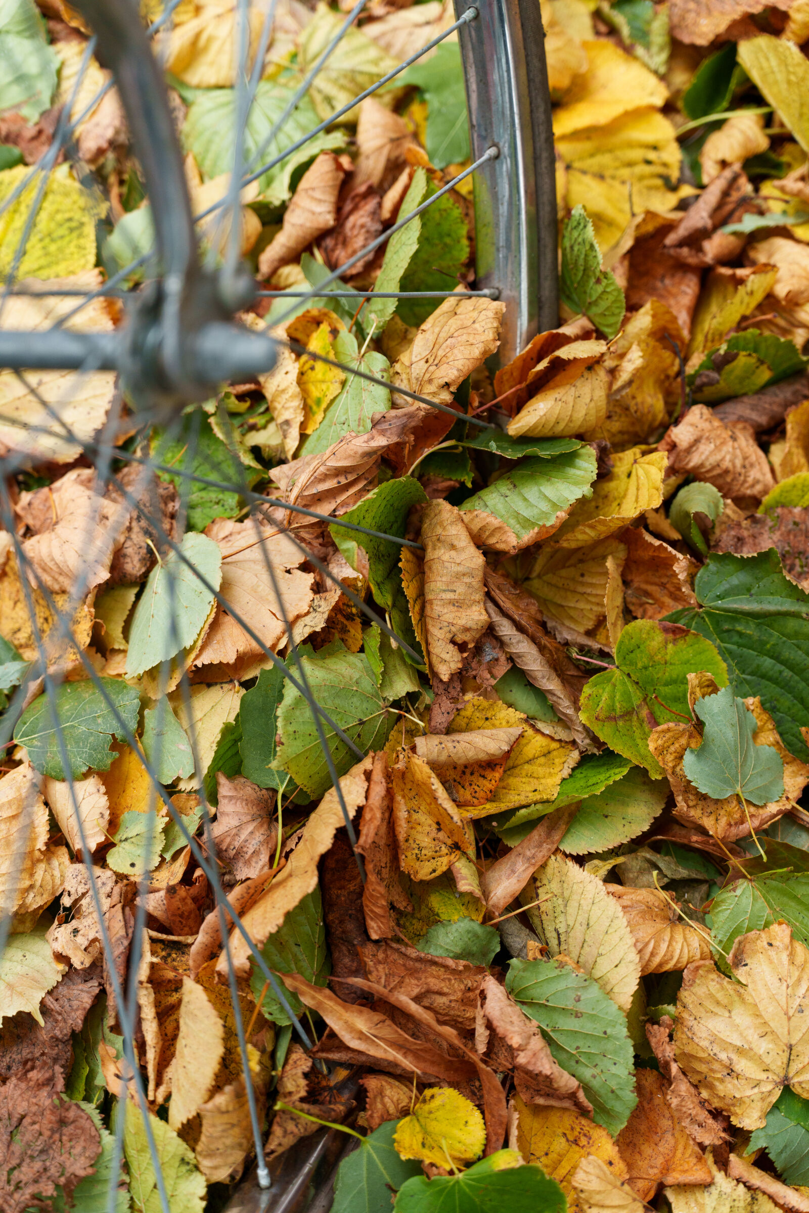 Sony a7CR sample photo. Bicycle among leaves photography