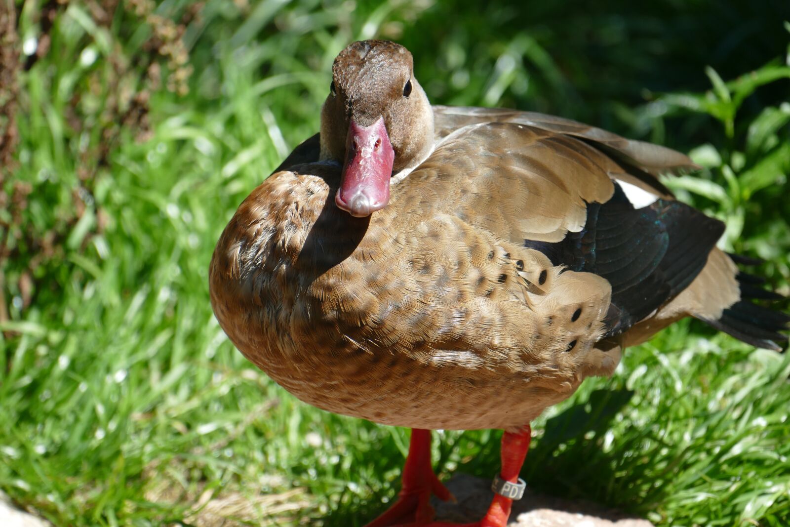 Panasonic Lumix DMC-FZ1000 sample photo. Water bird, duck, mallard photography
