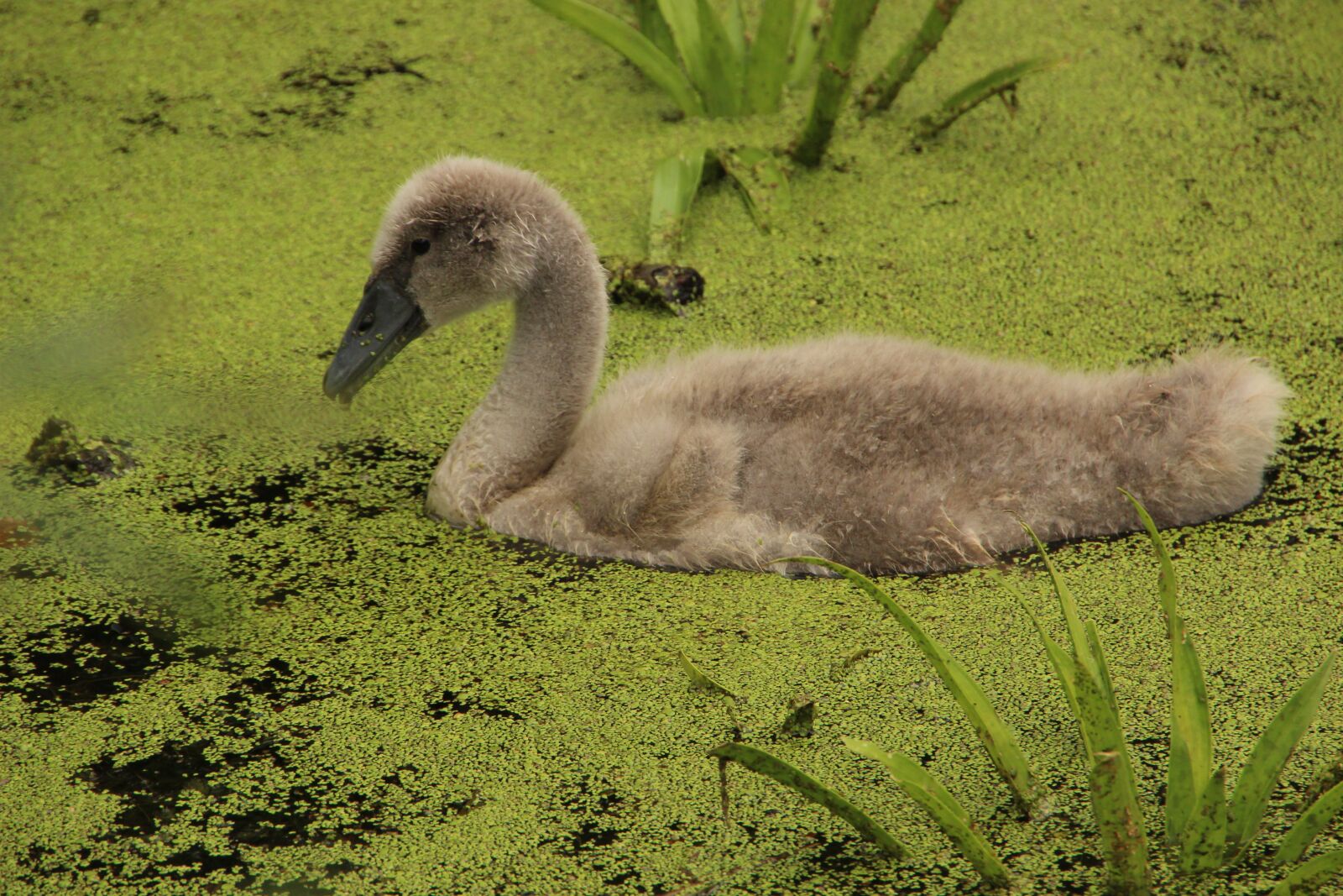 Canon EOS 600D (Rebel EOS T3i / EOS Kiss X5) sample photo. Swan, young, water bird photography