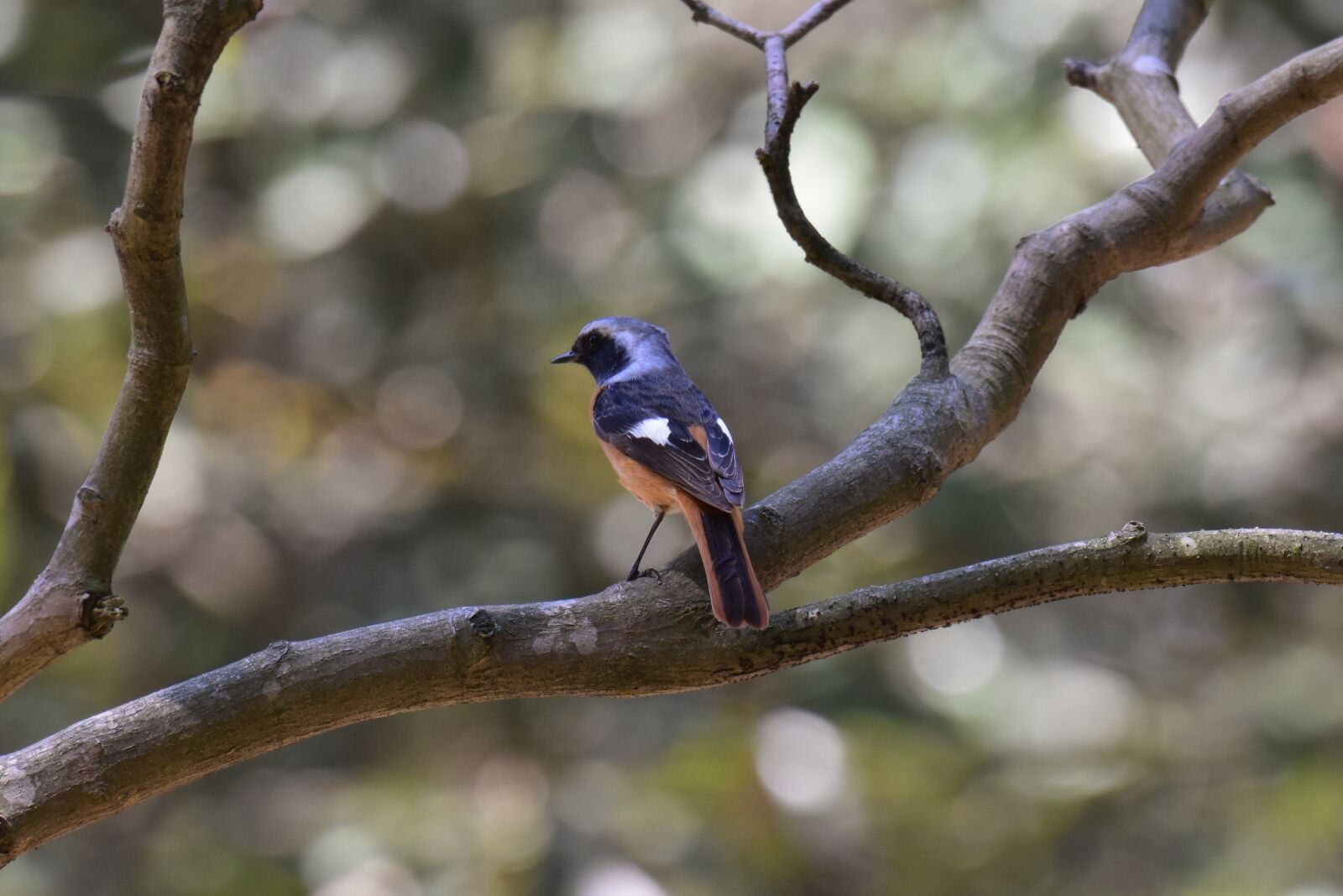 Nikon D7200 sample photo. Animal, forest, wood photography