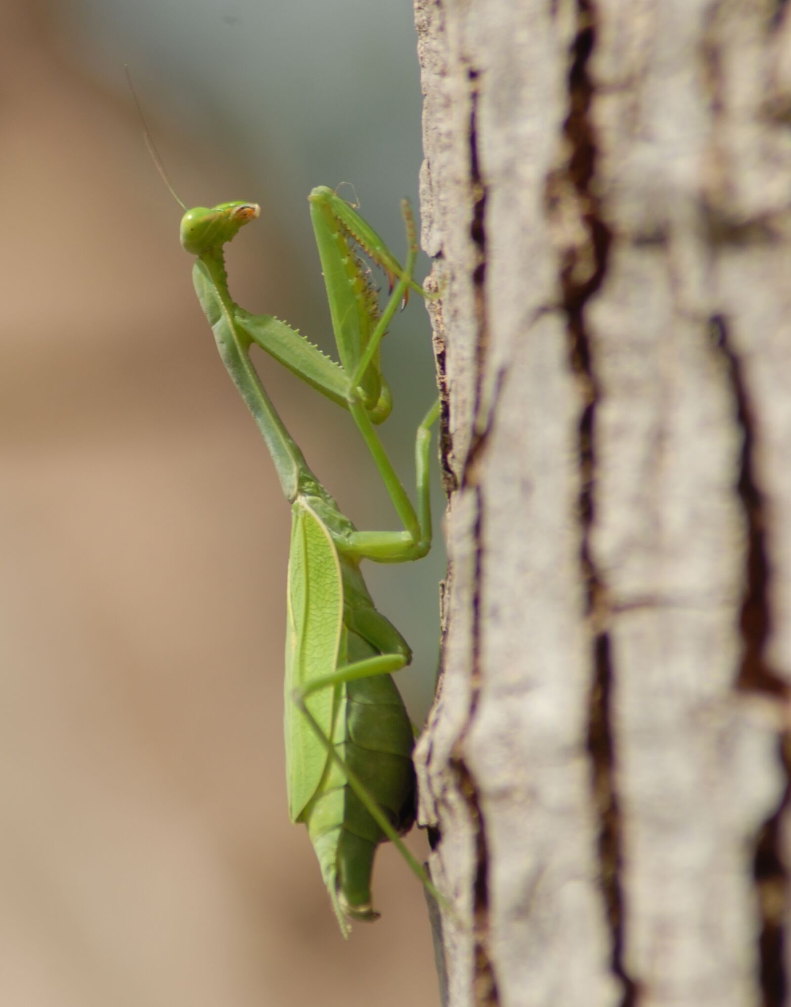 Nikon D200 sample photo. Mantis religiosa, fauna, nature photography