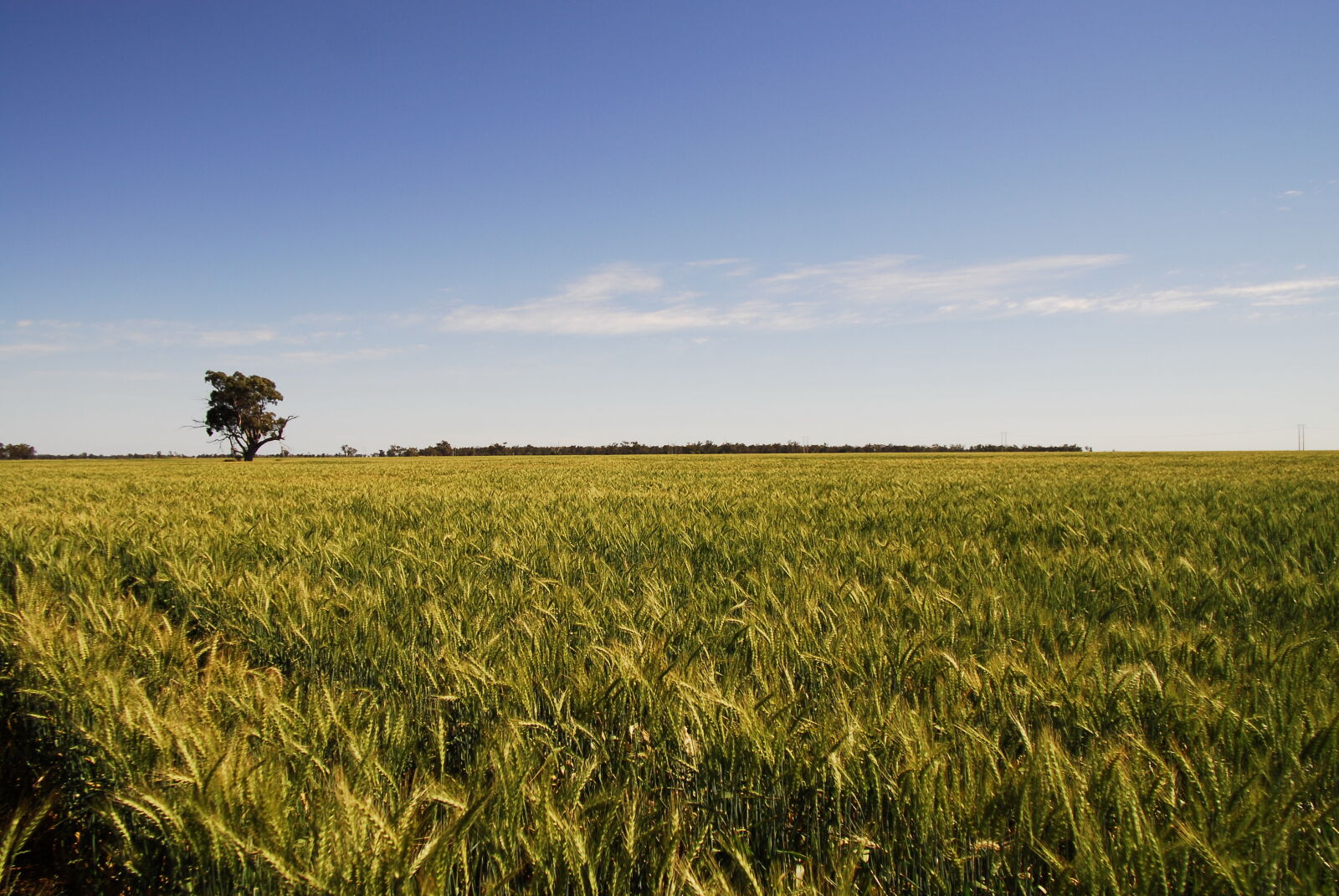 Nikon D200 sample photo. Australia, dubbo, field, new photography