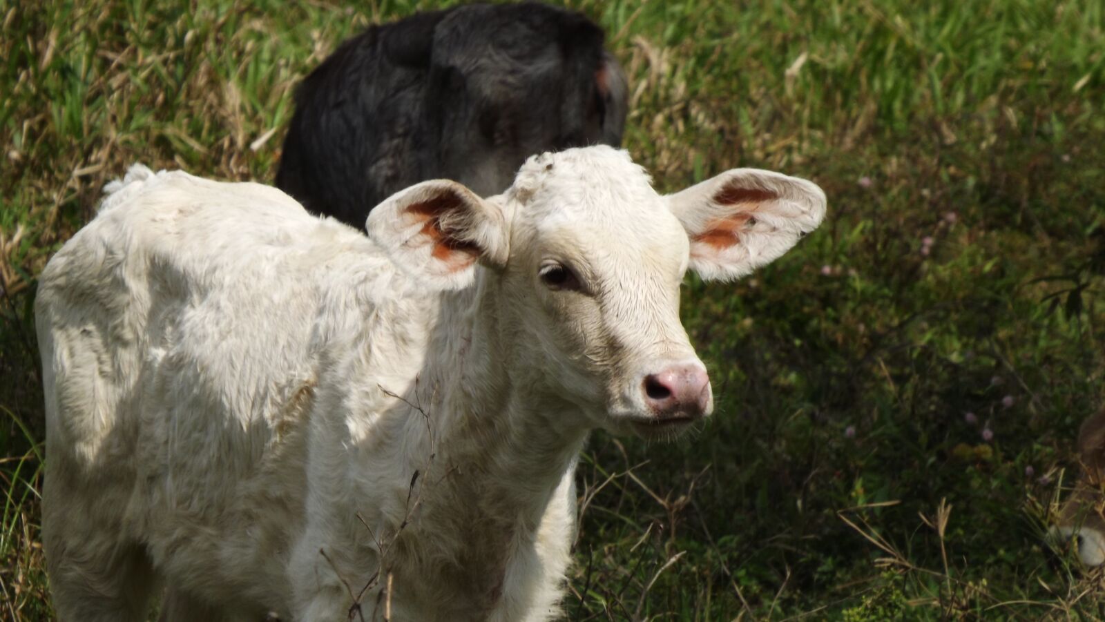 Fujifilm FinePix S4500 sample photo. Cow, calf, farm photography