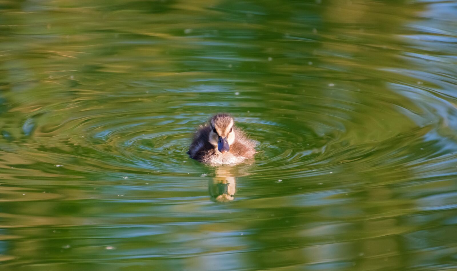 Canon EOS 800D (EOS Rebel T7i / EOS Kiss X9i) sample photo. Duck, baby, chicks photography