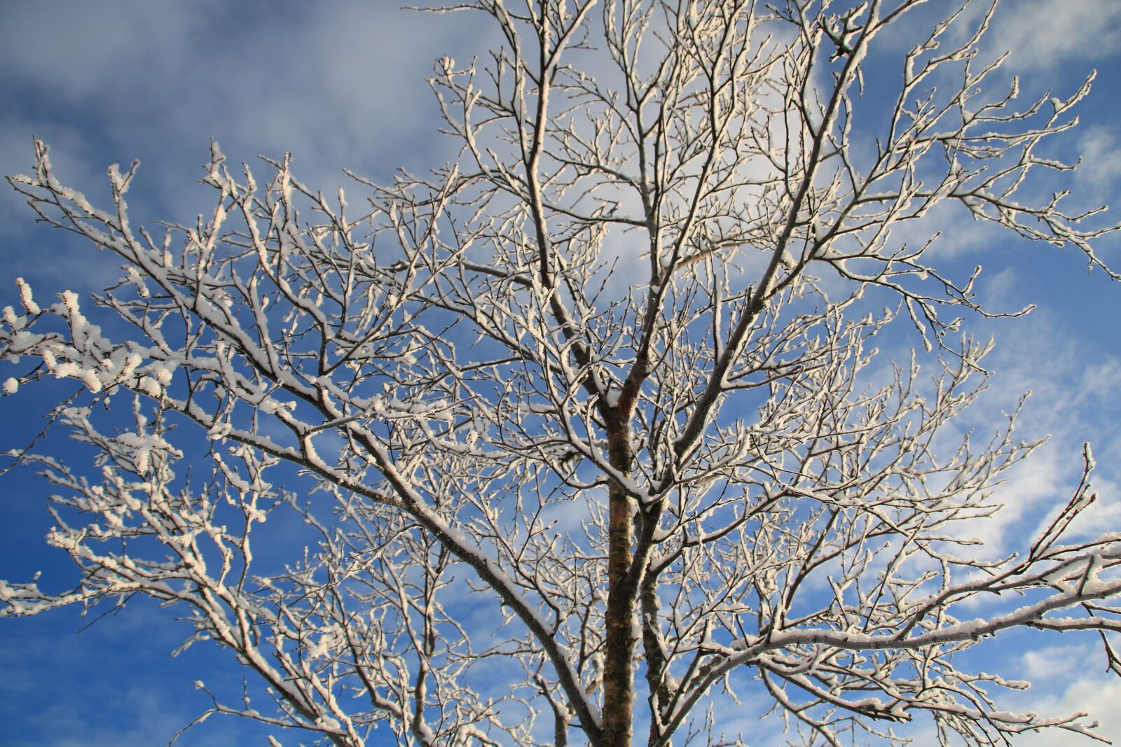 Canon EOS 750D (EOS Rebel T6i / EOS Kiss X8i) sample photo. Winter, snow, cold photography
