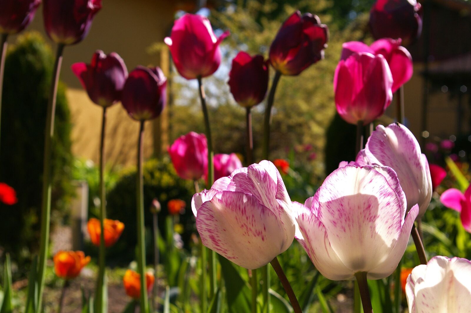 Pentax *ist DL2 sample photo. Tulips, red tulips, red photography