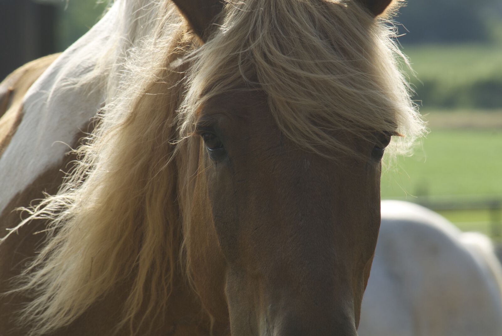 Nikon D200 sample photo. Horse, animal, equine photography