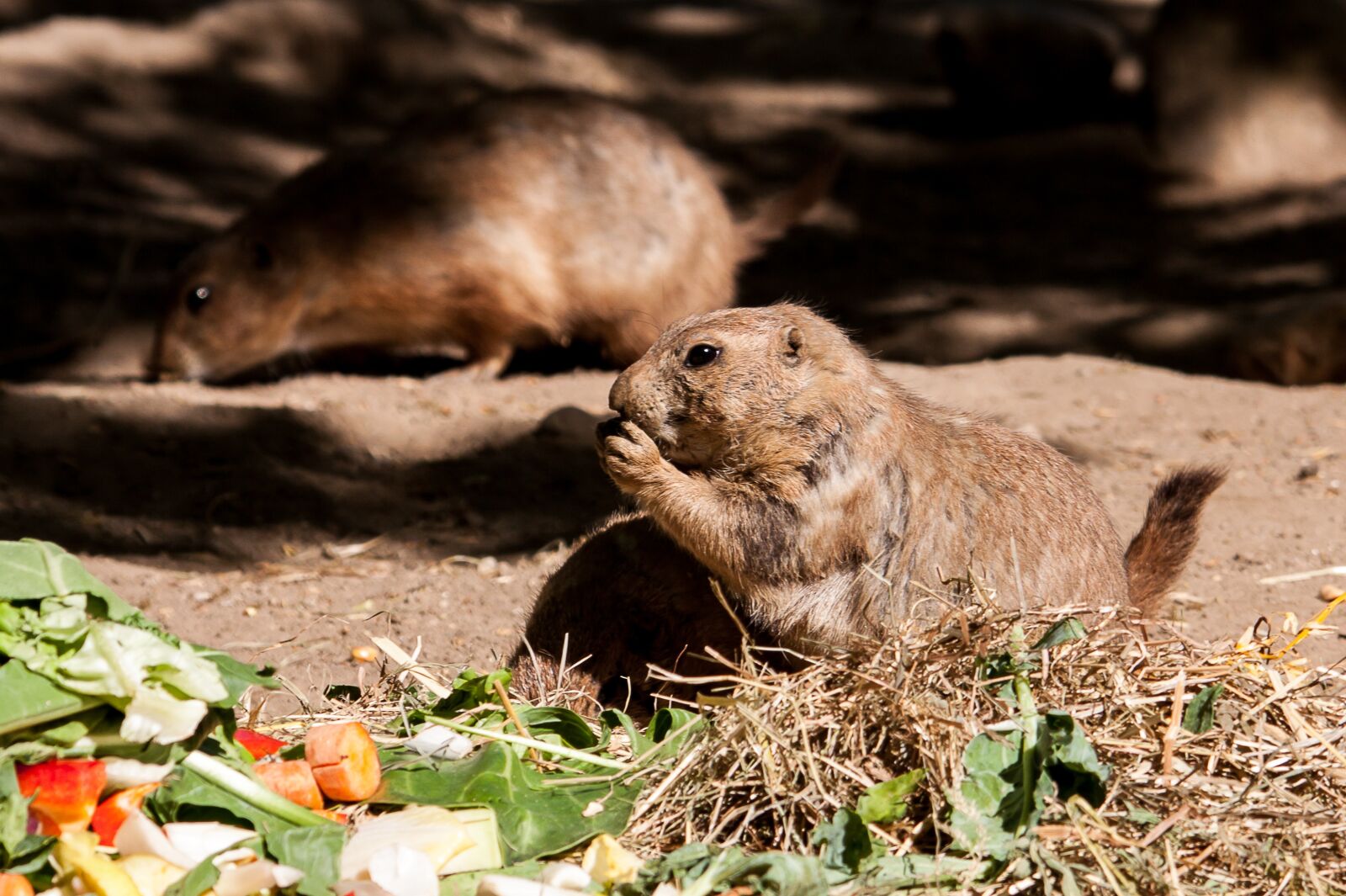 Canon EOS 50D sample photo. Prairie dog, animal, rodent photography