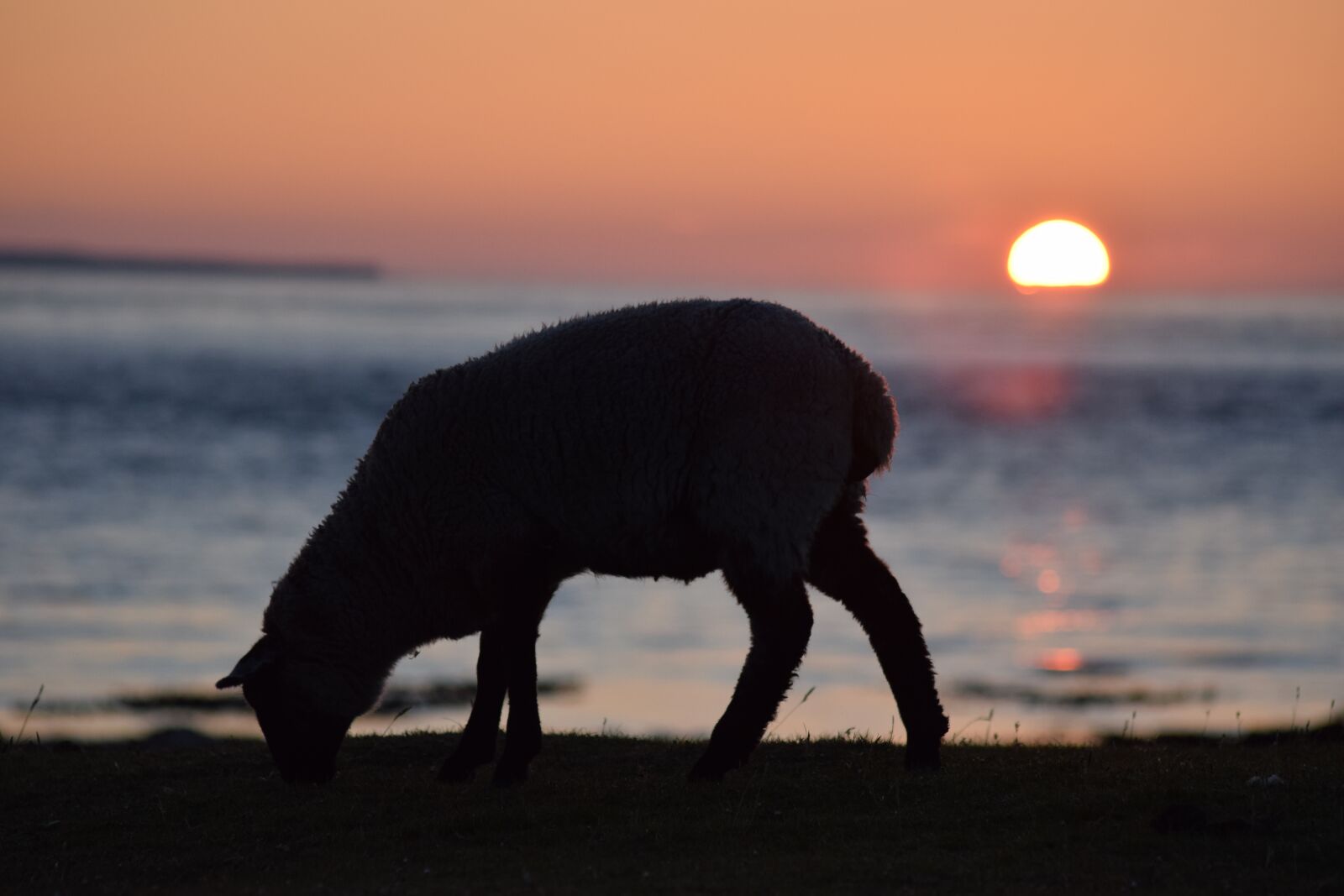 Nikon D5300 sample photo. Sheep, sunrise, morning photography