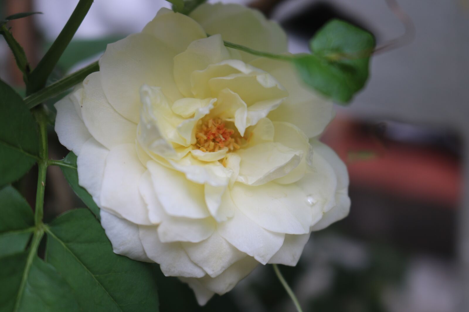 Canon EOS 750D (EOS Rebel T6i / EOS Kiss X8i) + Canon EF-S 18-55mm F3.5-5.6 IS STM sample photo. Pristine, roses, flower photography