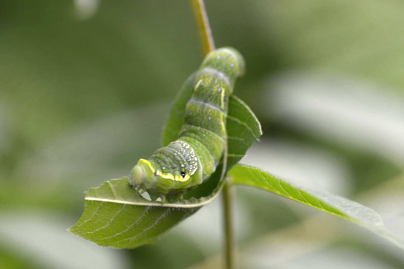 Nikon D600 sample photo. Larva, larvae, close photography