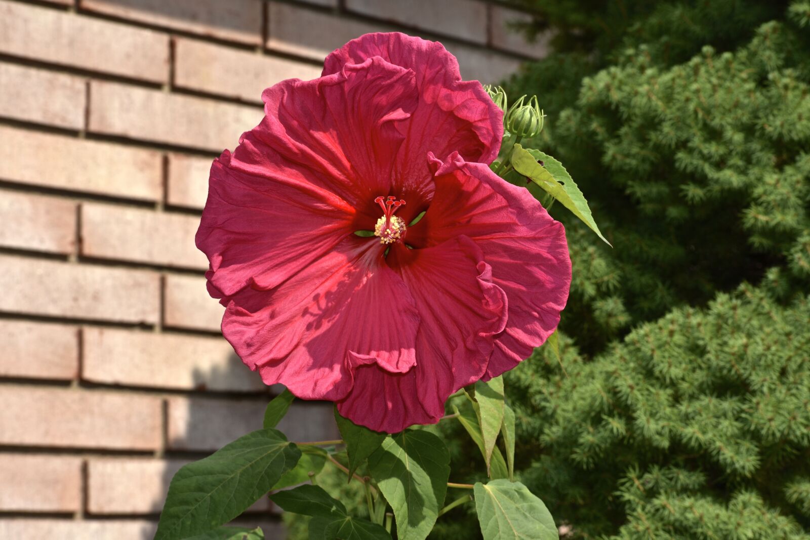 Nikon D3400 sample photo. Hibiscus, pink, red photography