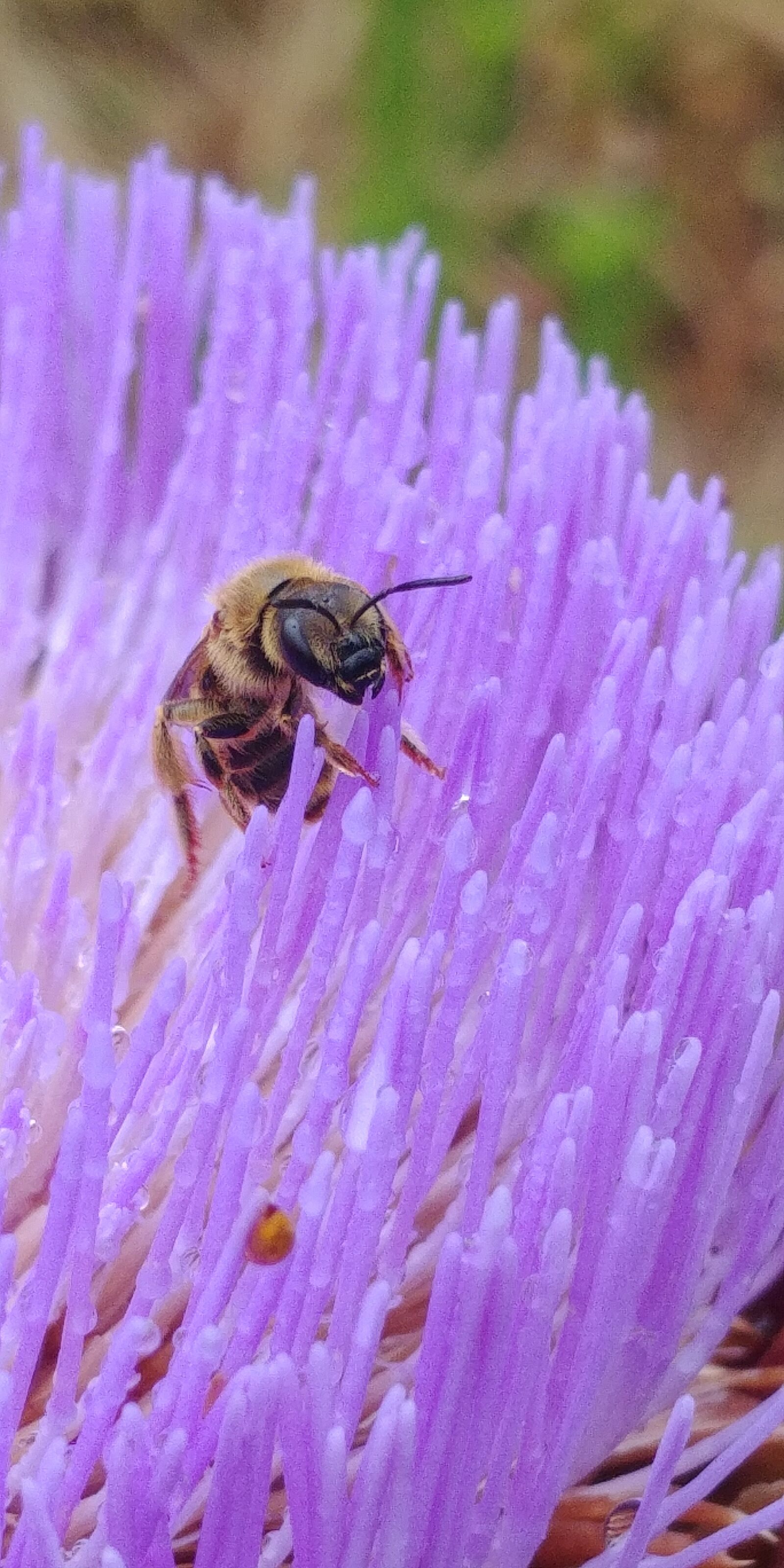 LG G6 sample photo. Flower, bees, garden photography