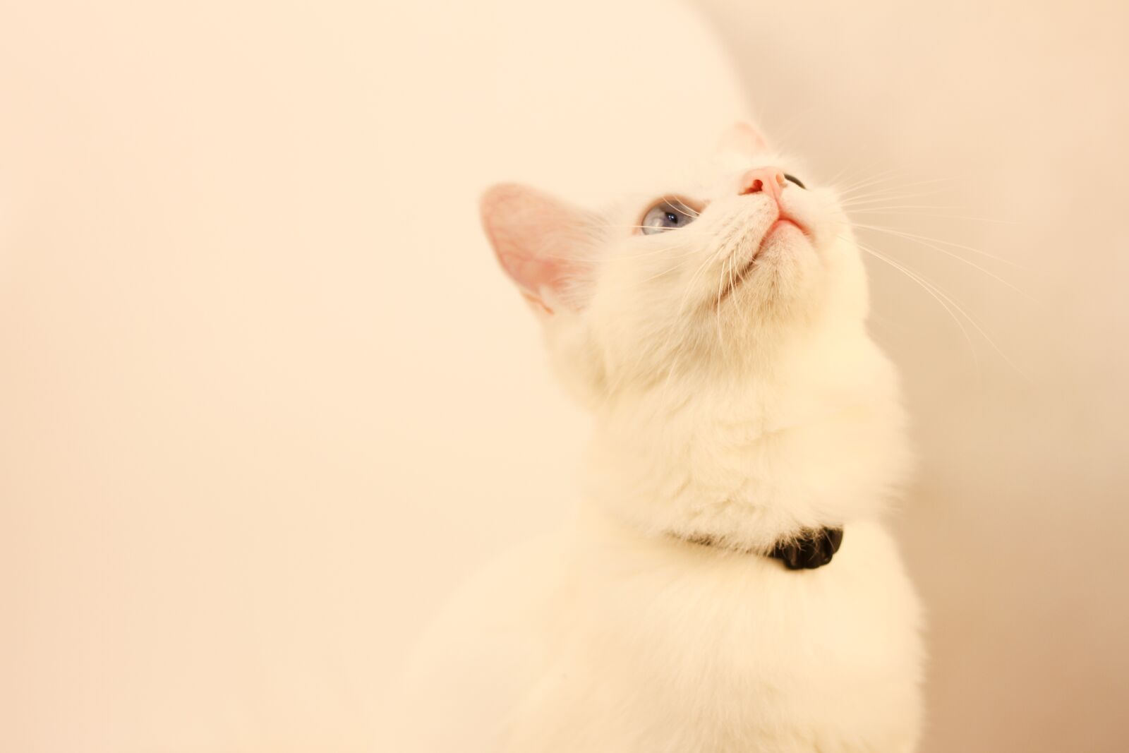 Canon EOS 7D + Canon EF 50mm F1.8 II sample photo. Cat, animal, solid photography